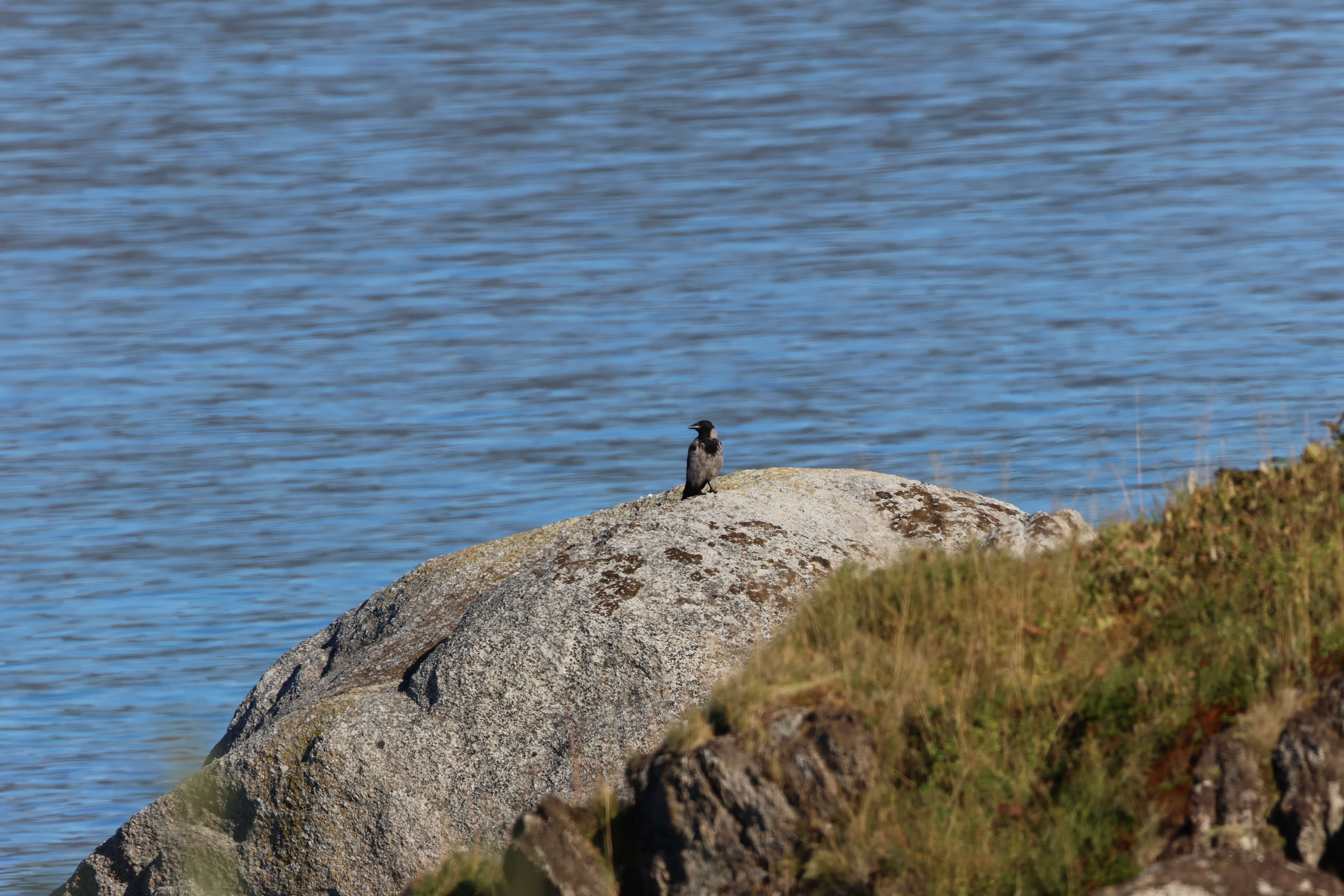 Hooded Crow