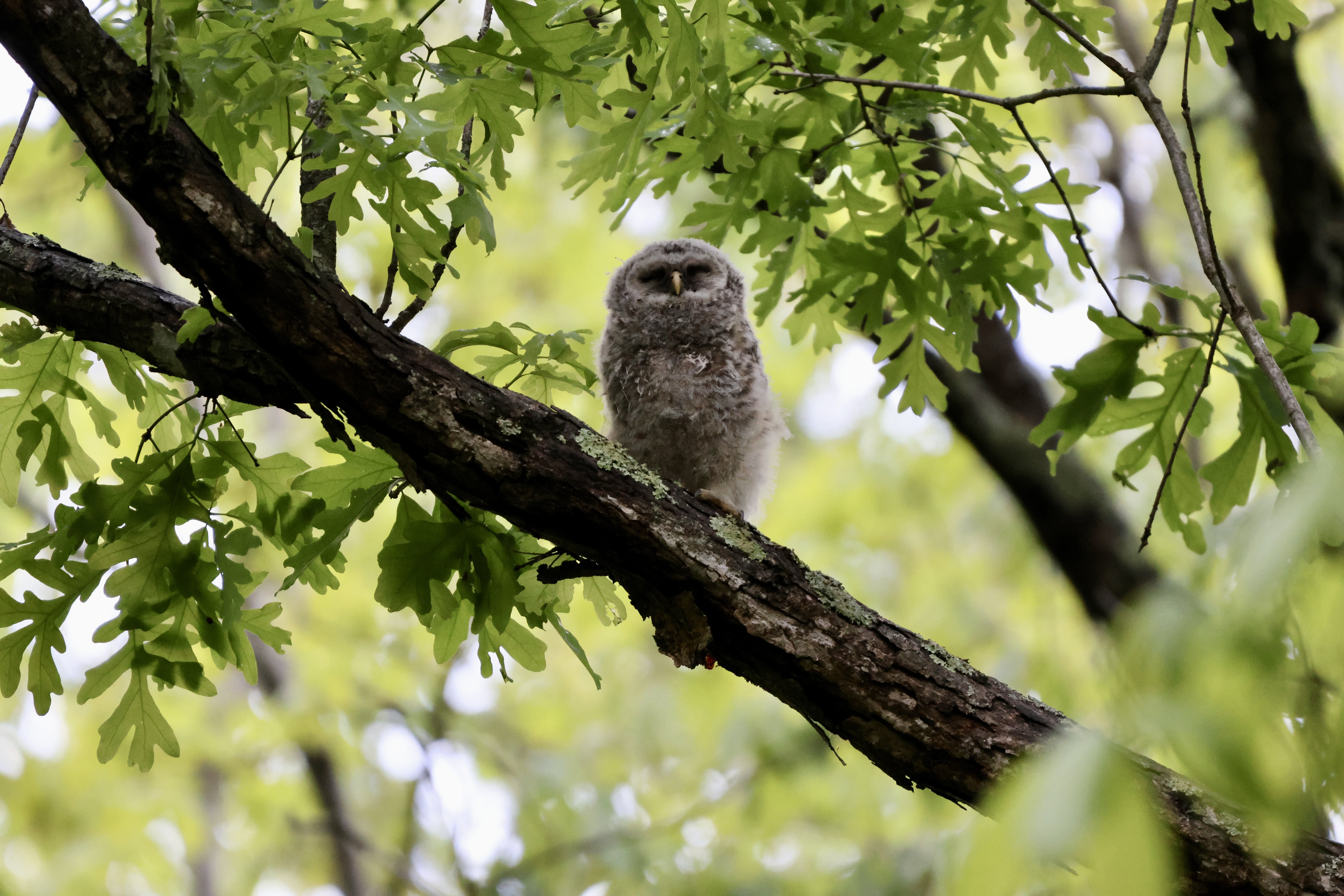 Barred Owl