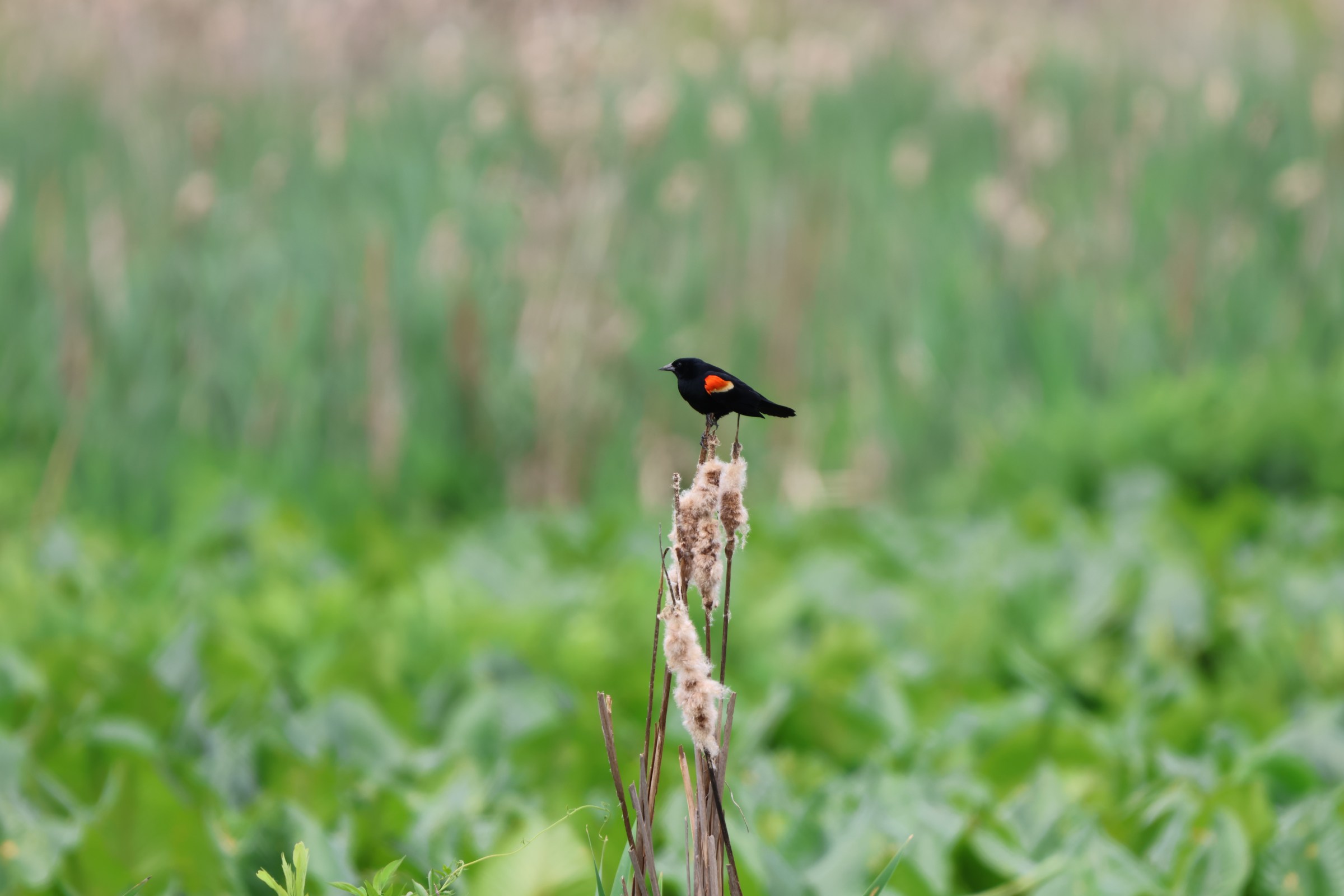 Red-winged Blackbird