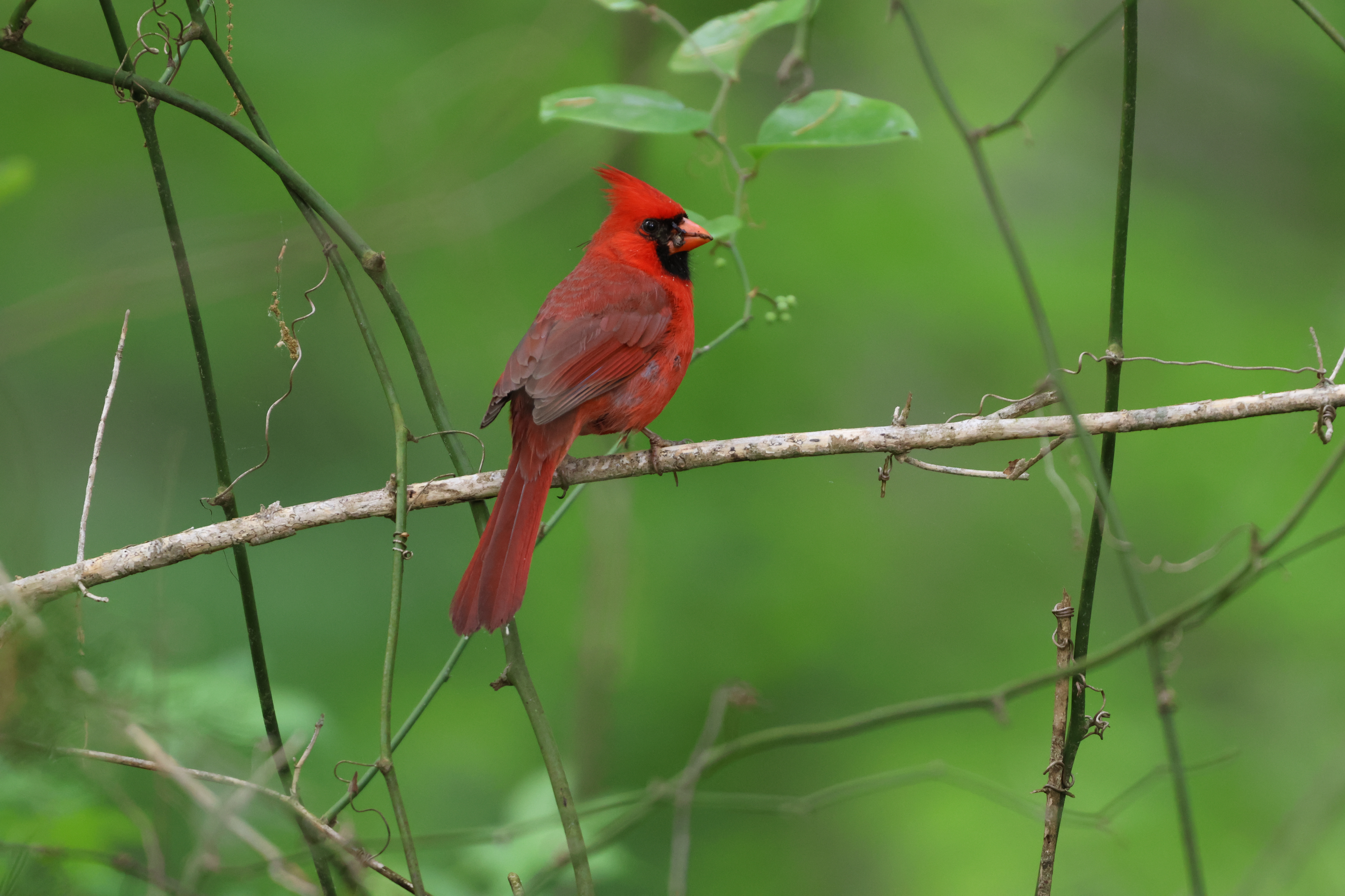Northern Cardinal