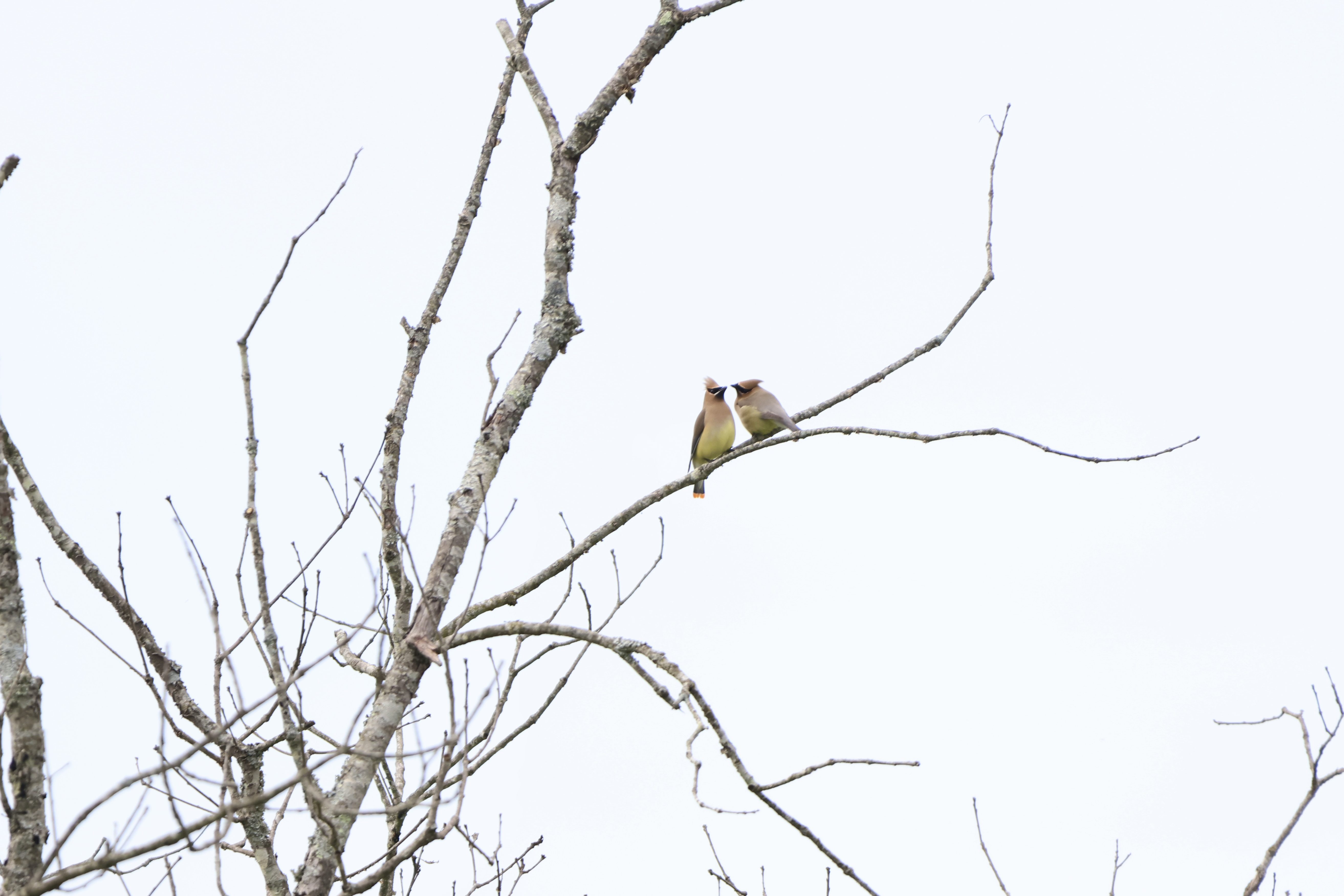 Cedar Waxwing