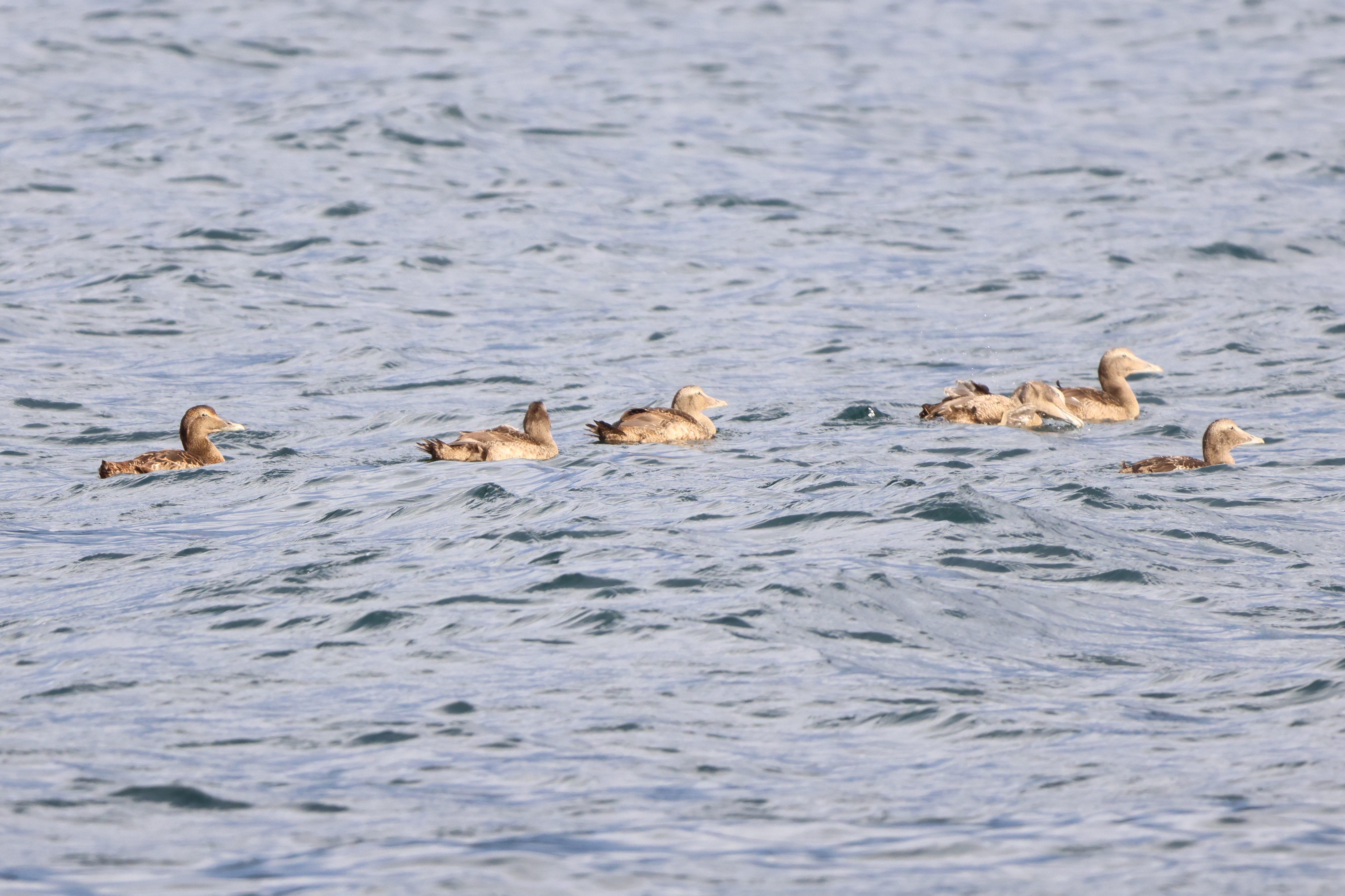 Common Eider