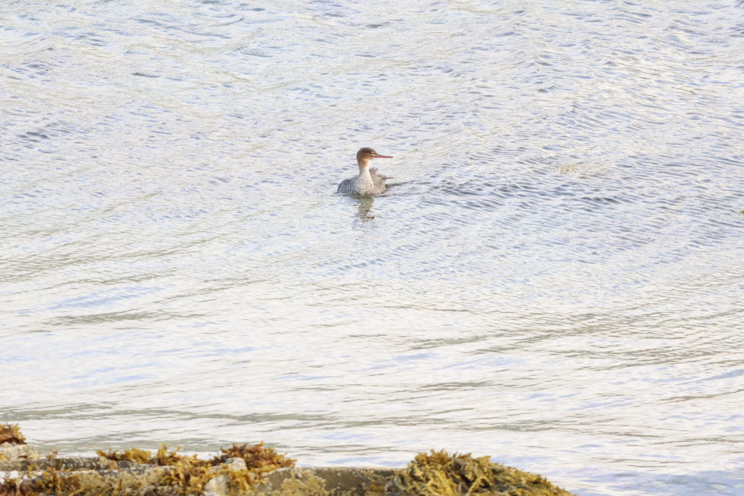 Red-breasted Merganser