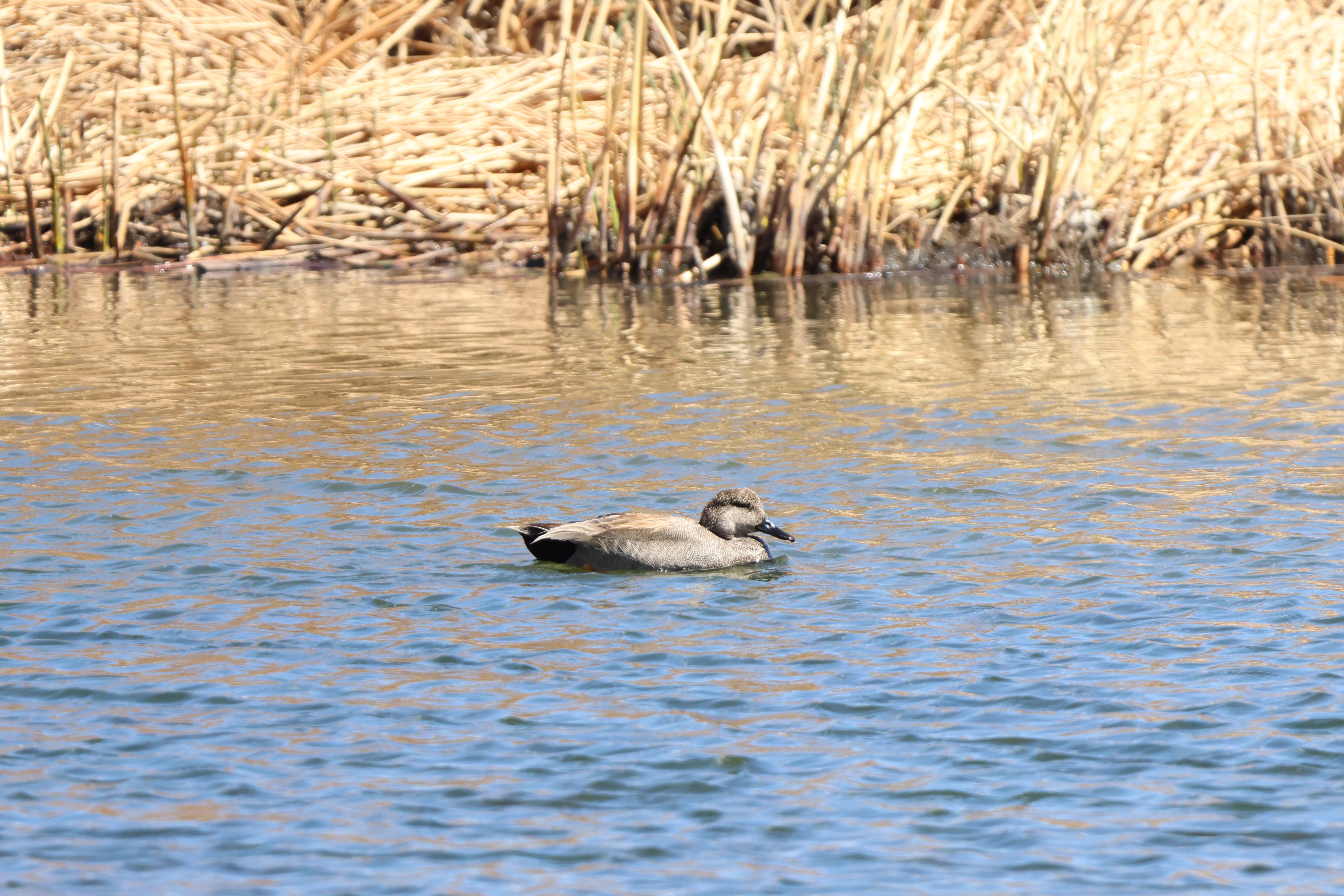 Gadwall