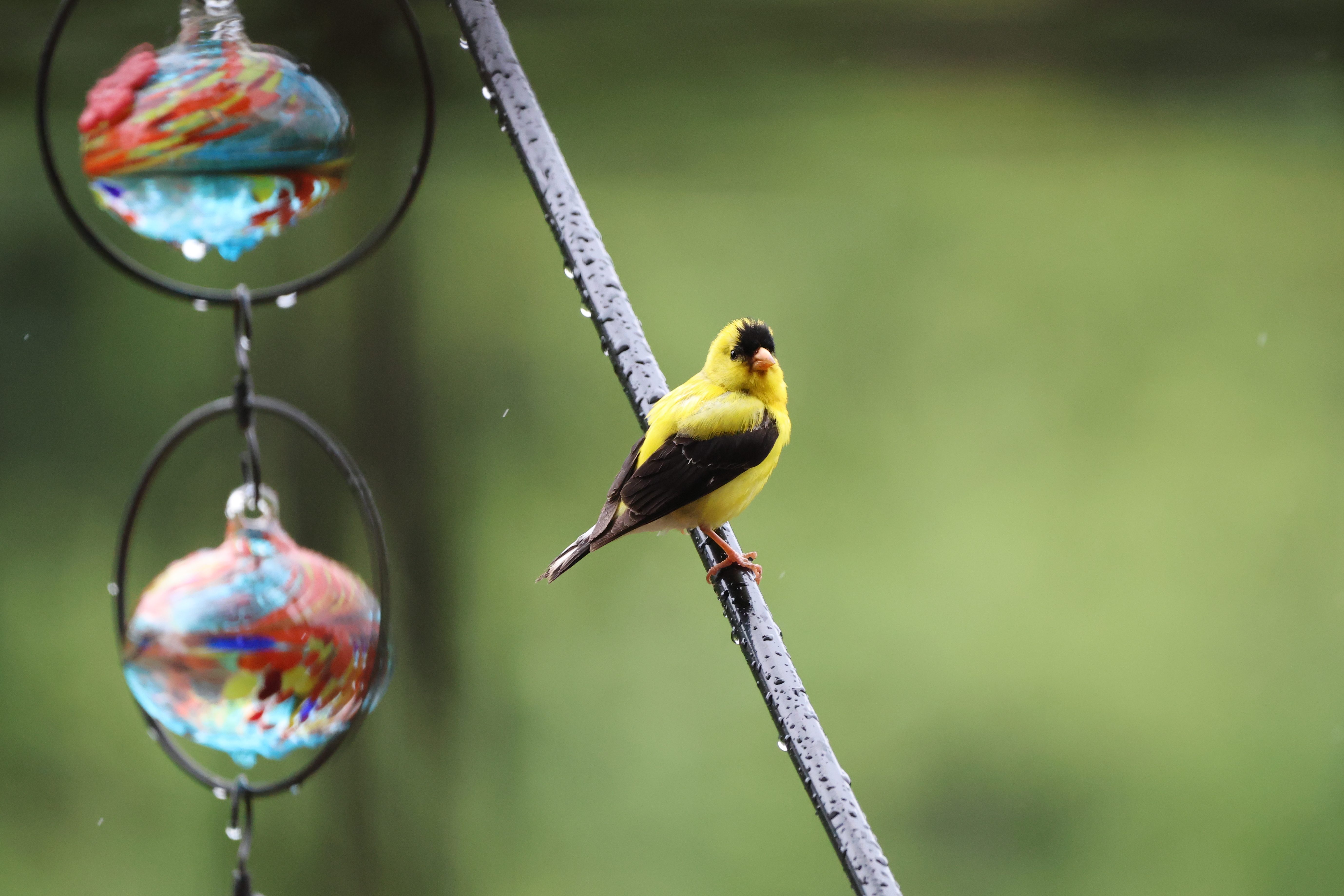 American Goldfinch