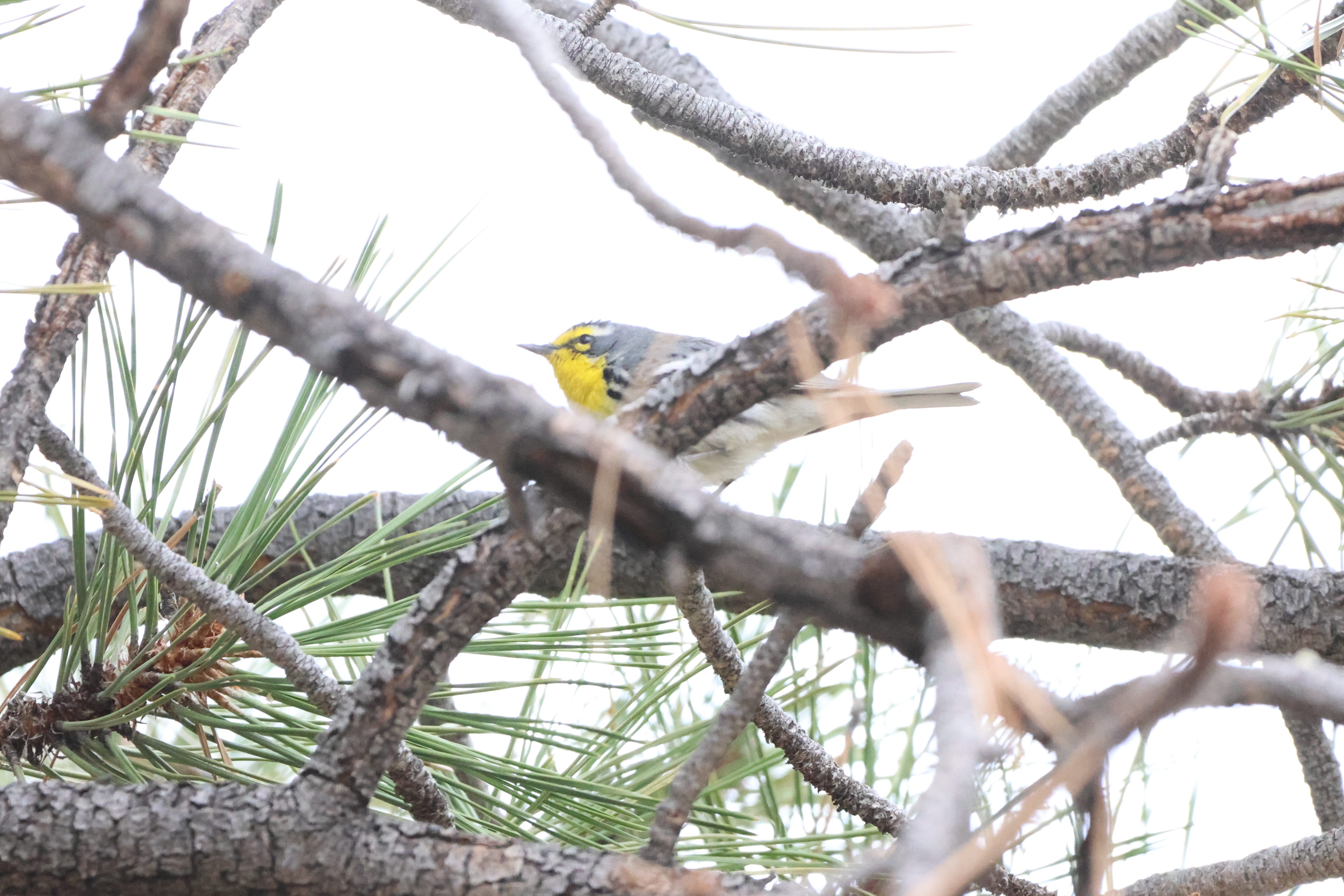 Grace’s Warbler