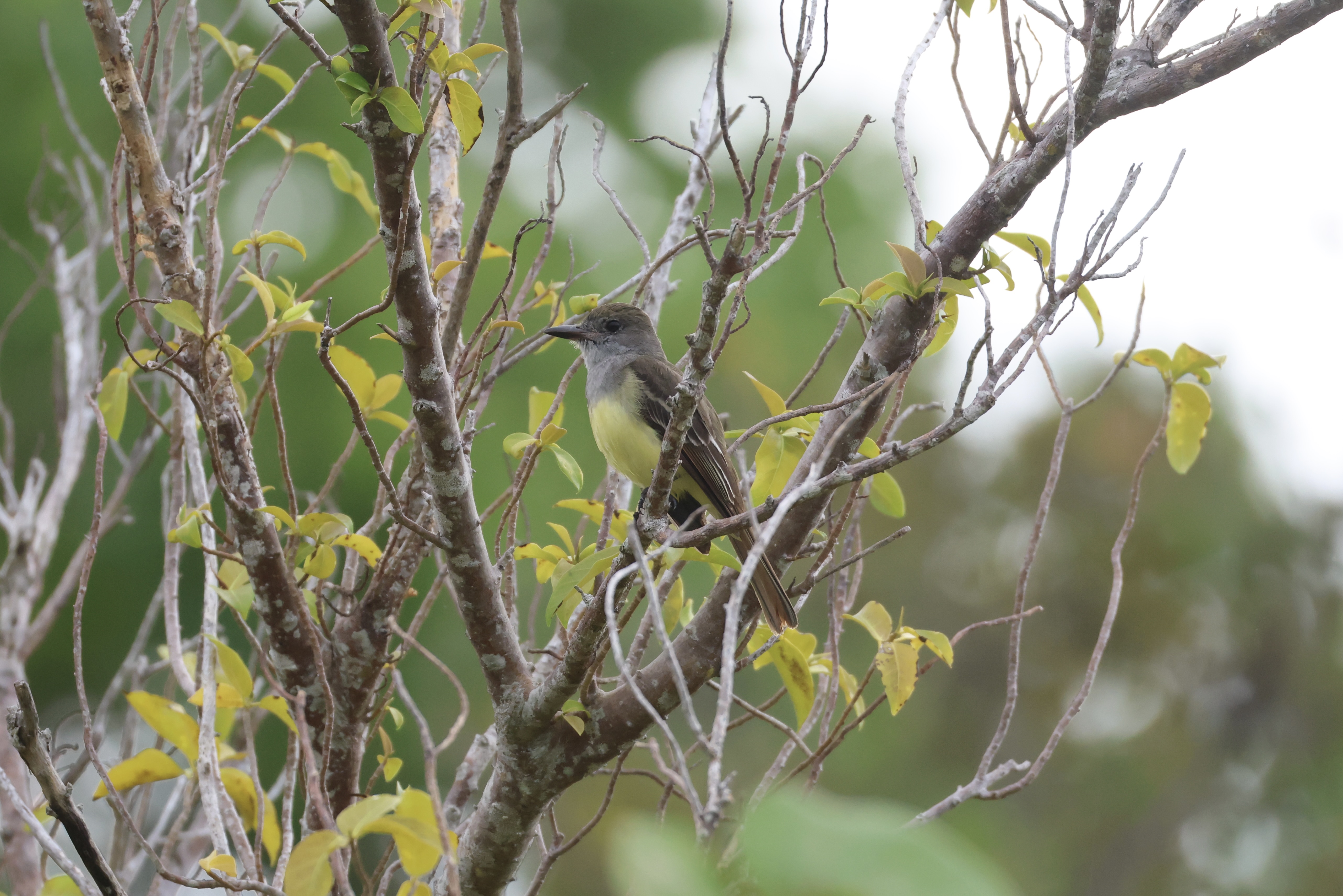 Great Crested Flycatcher