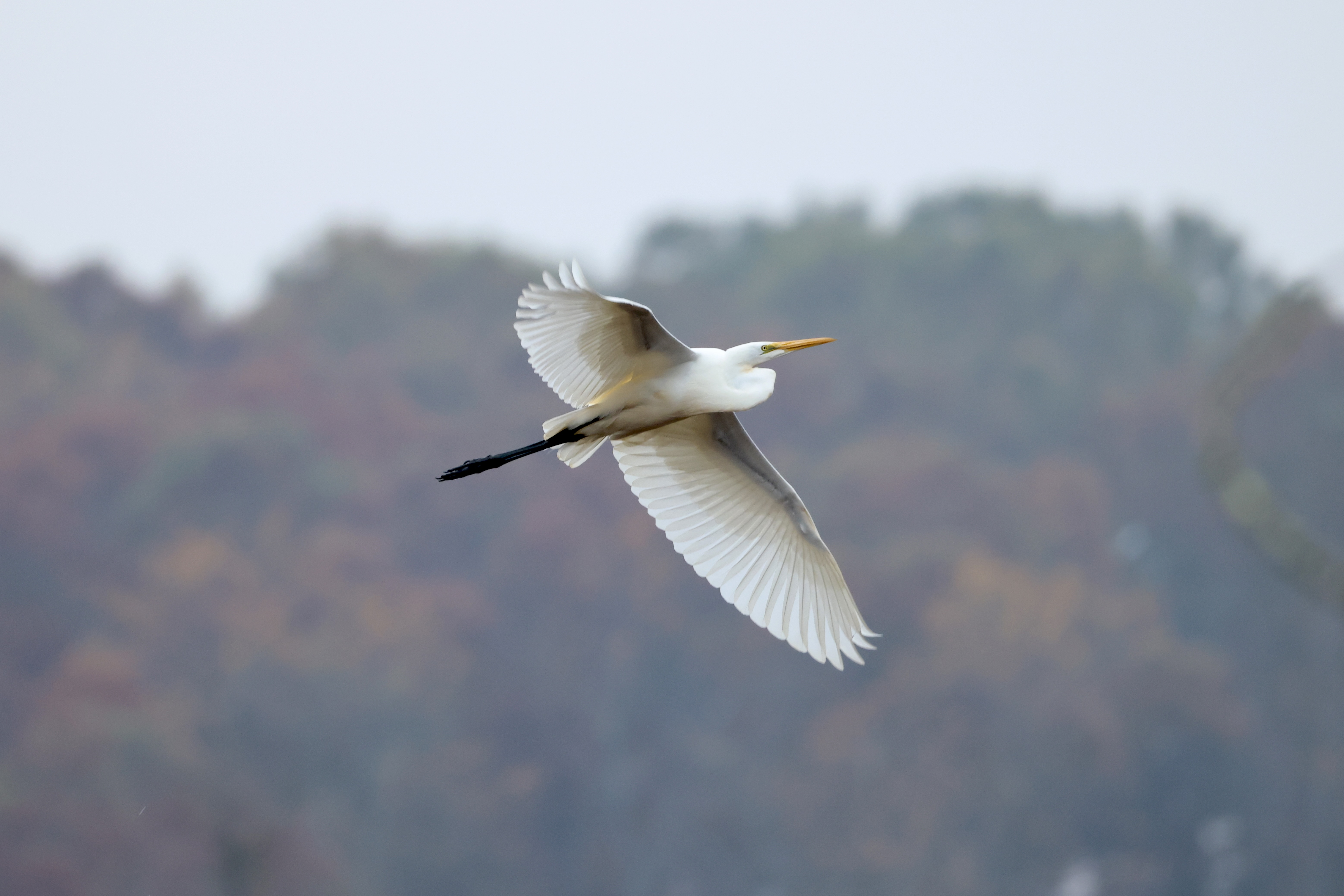 Great Egret
