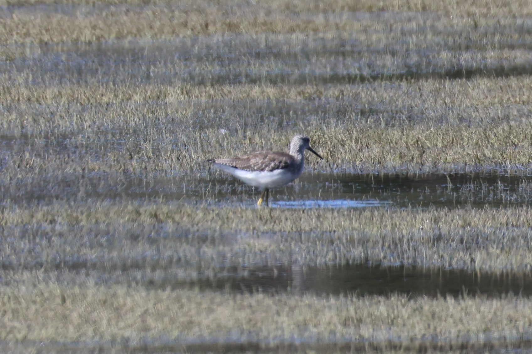Greater Yellowlegs
