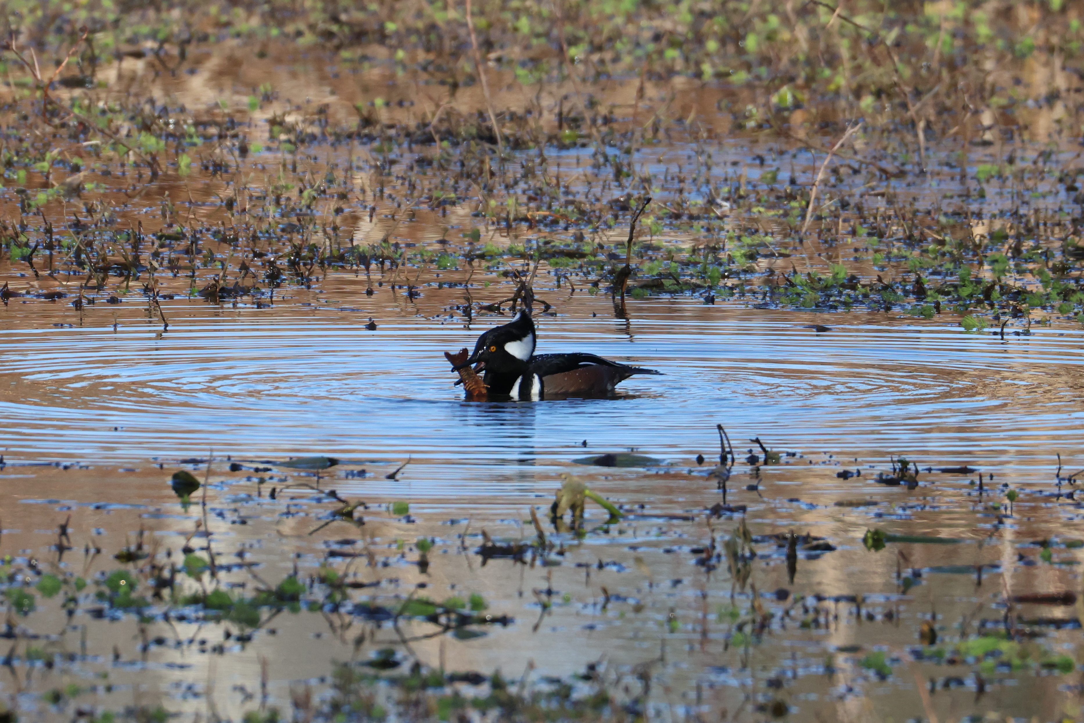 Hooded Merganser