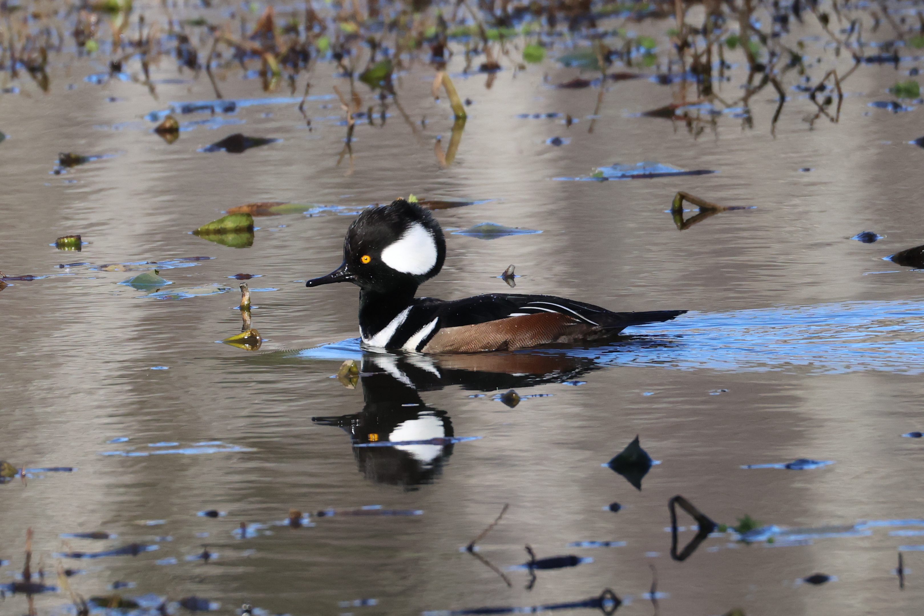 Hooded Merganser
