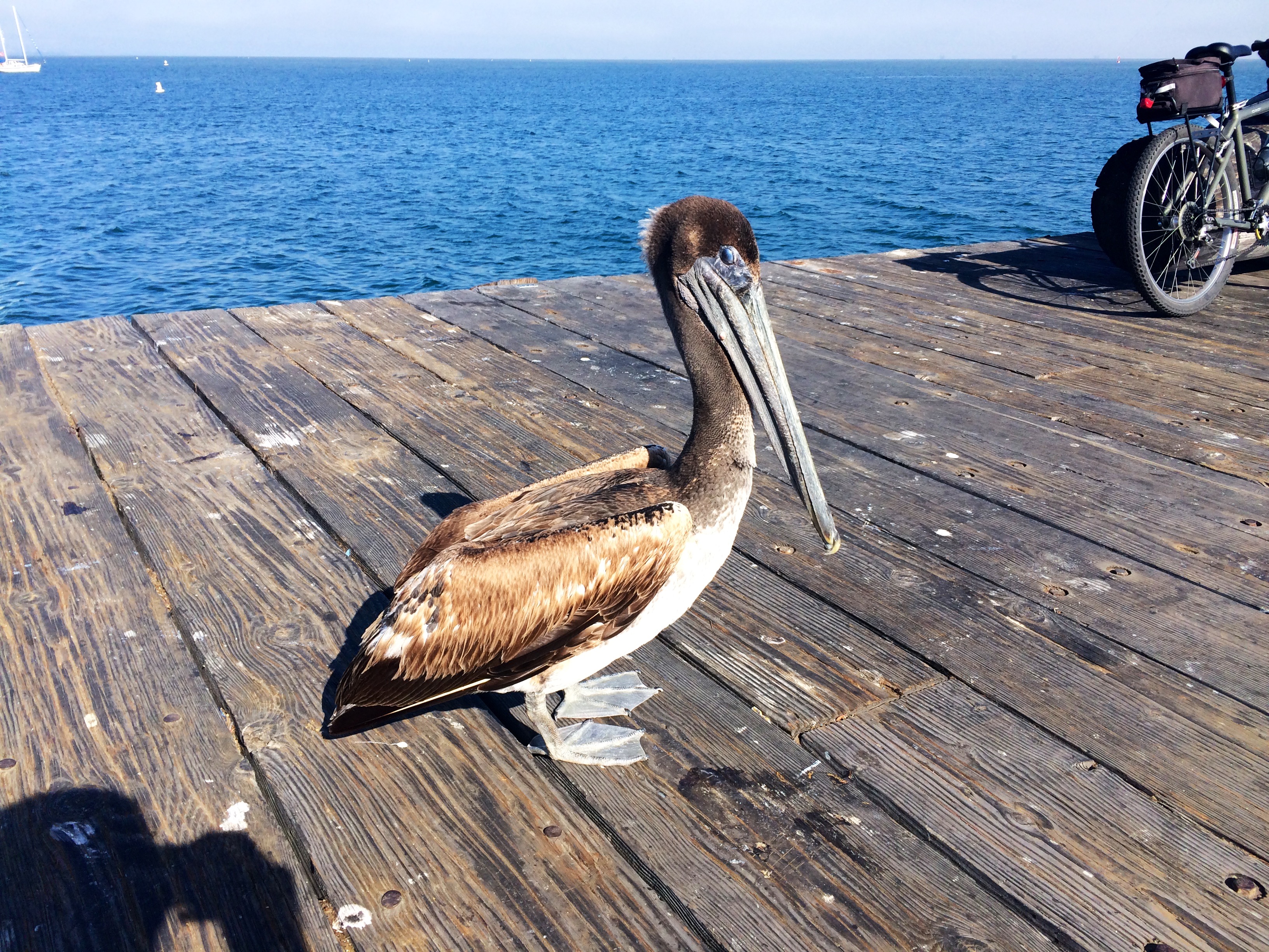 Brown Pelican