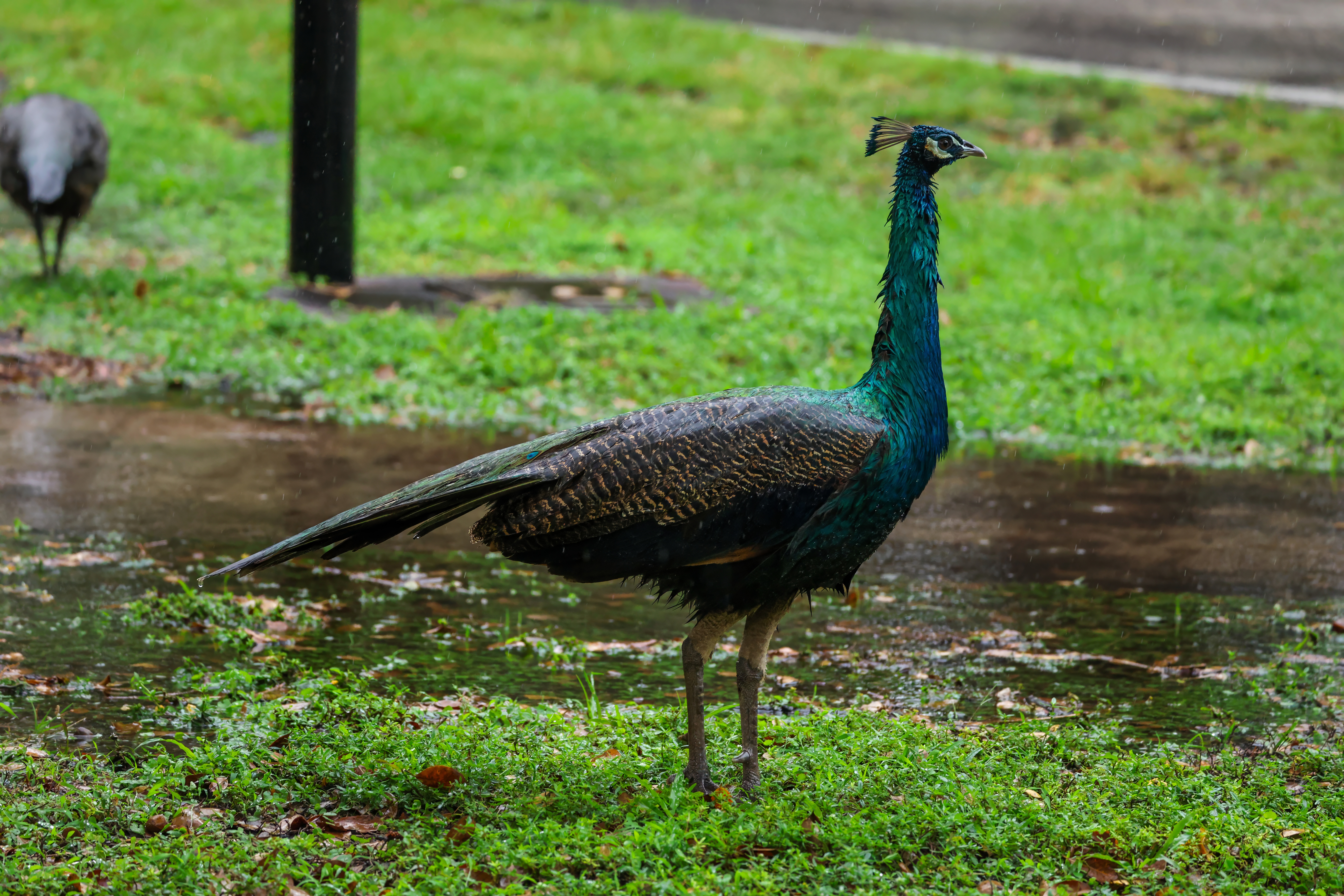 Indian Peafowl