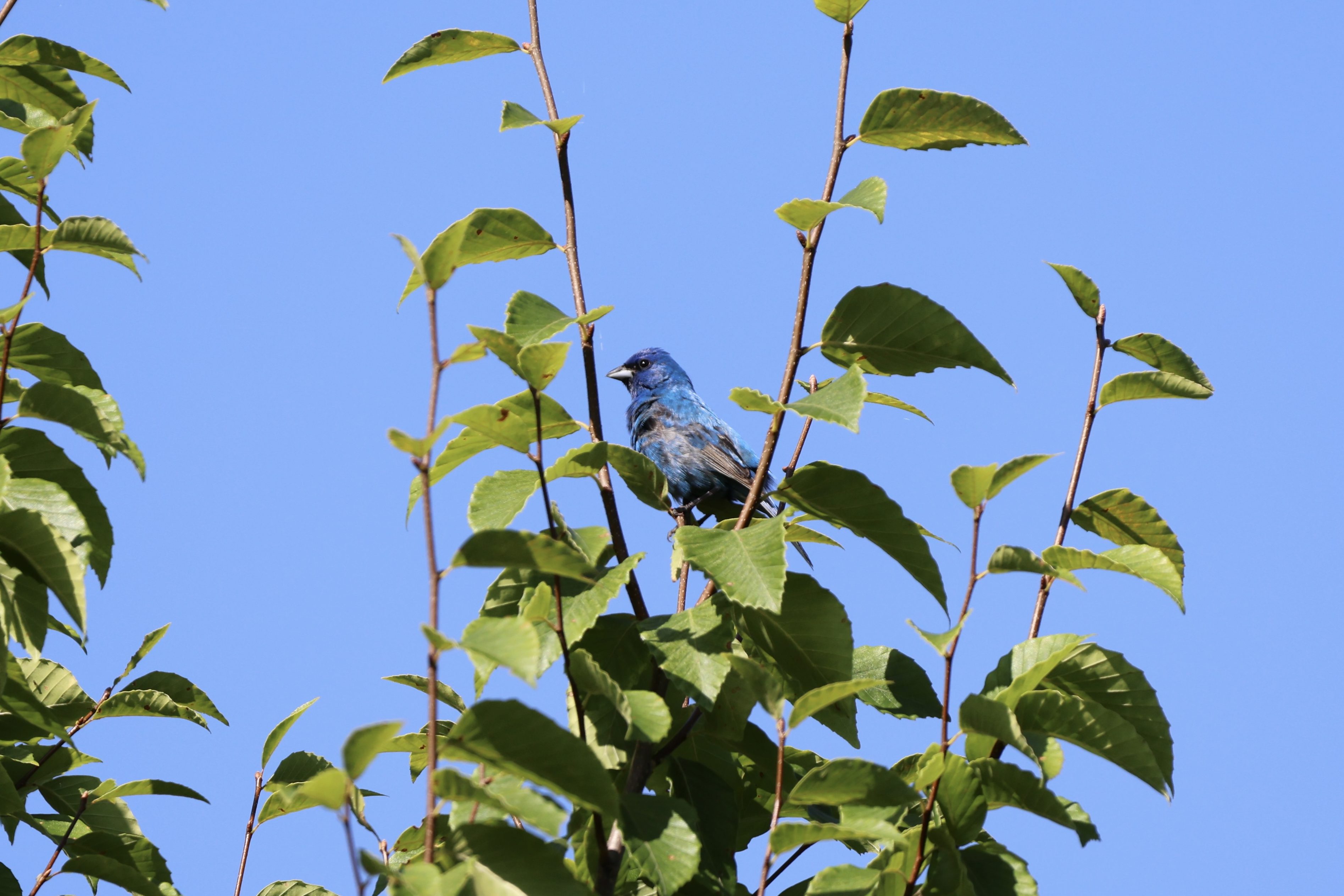 Indigo Bunting