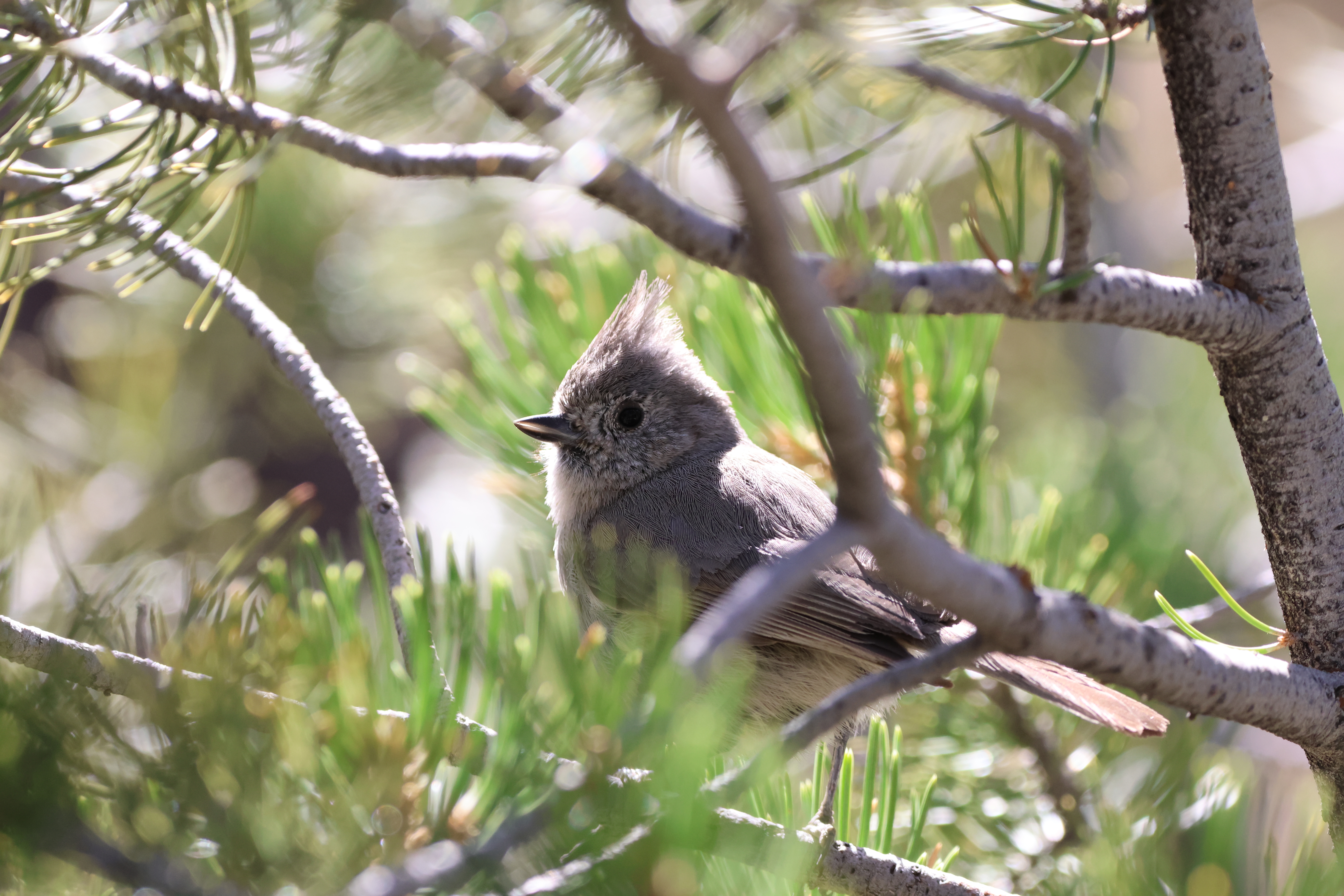 Juniper Titmouse