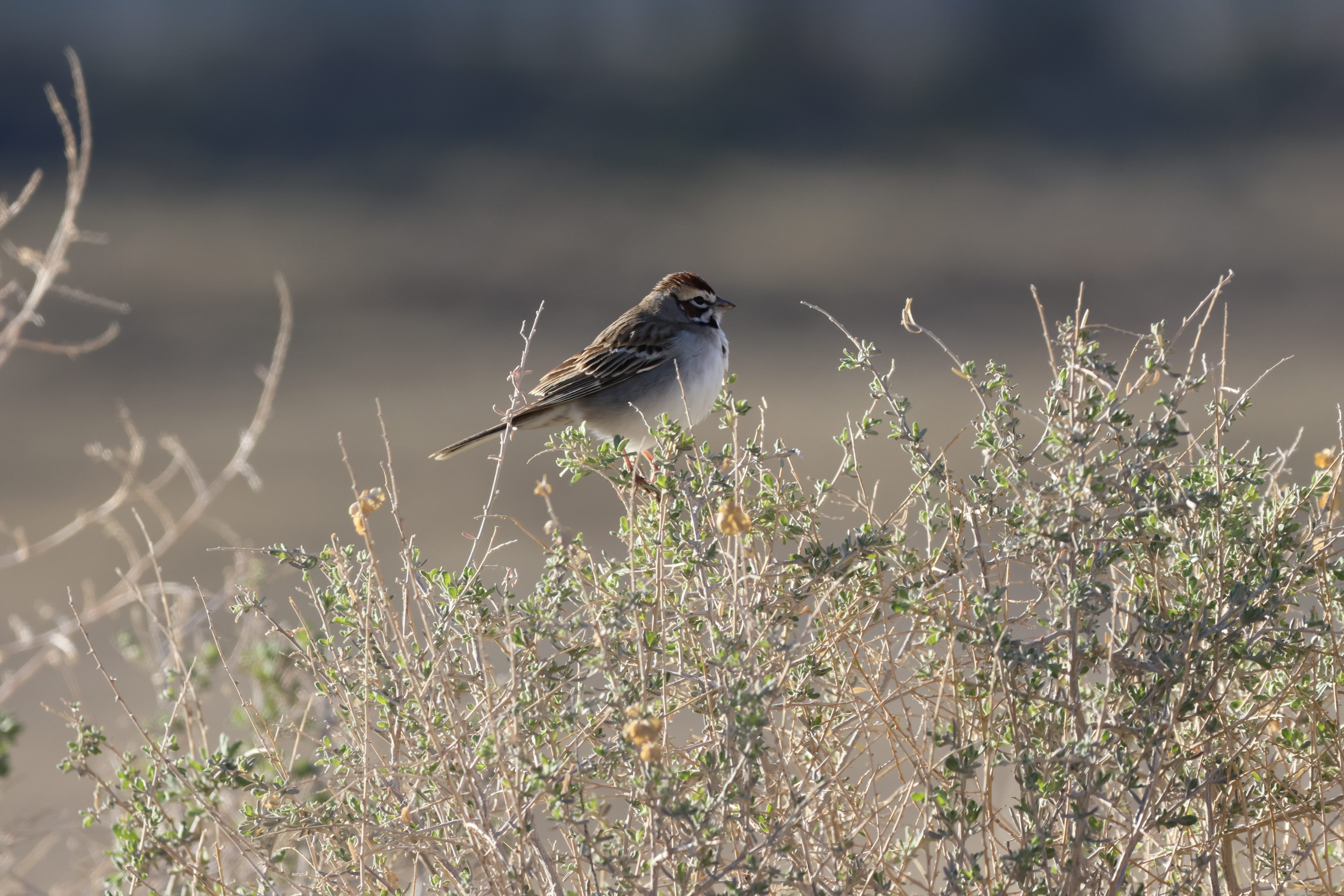 Lark Sparrow