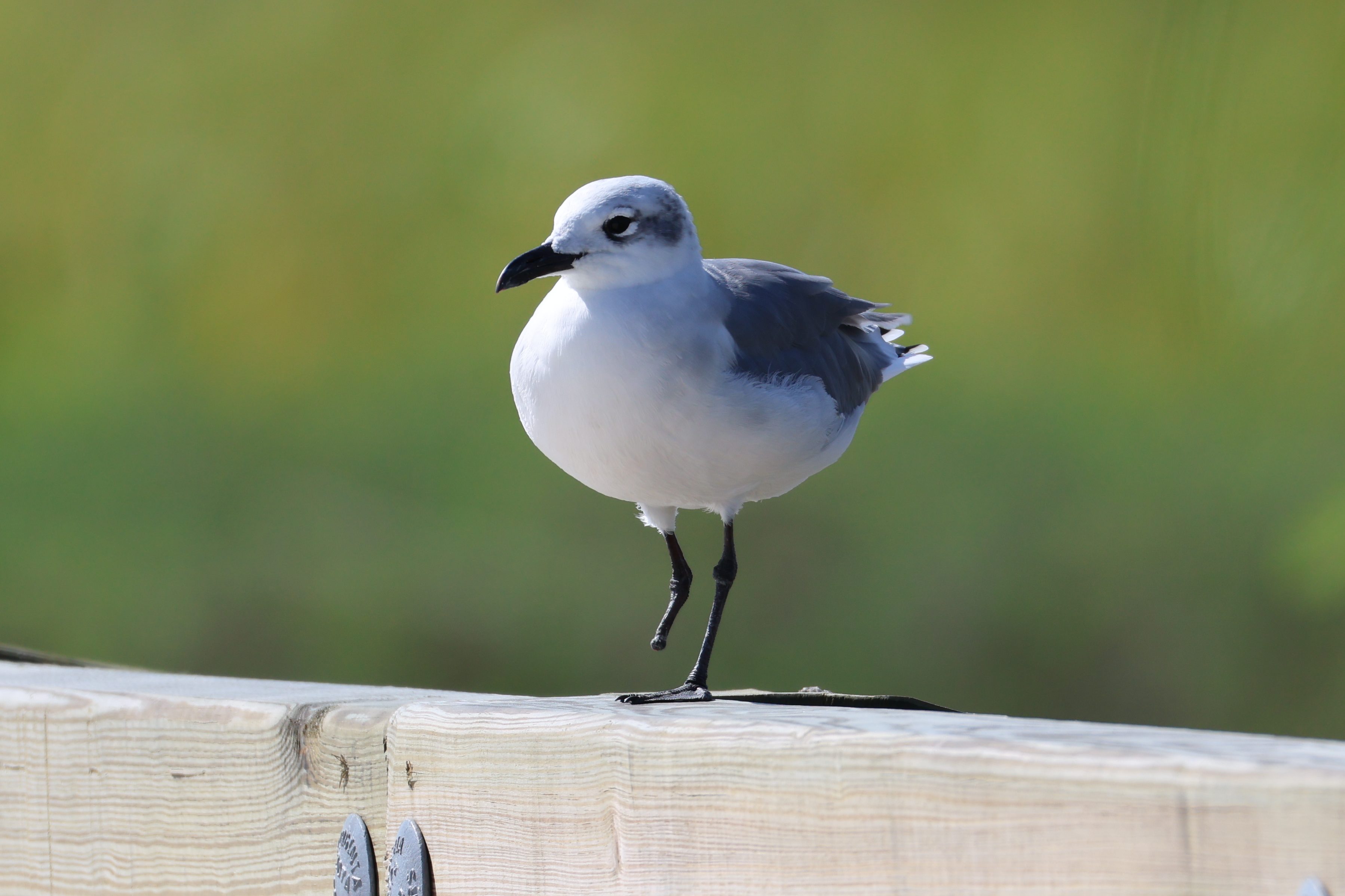 Laughing Gull