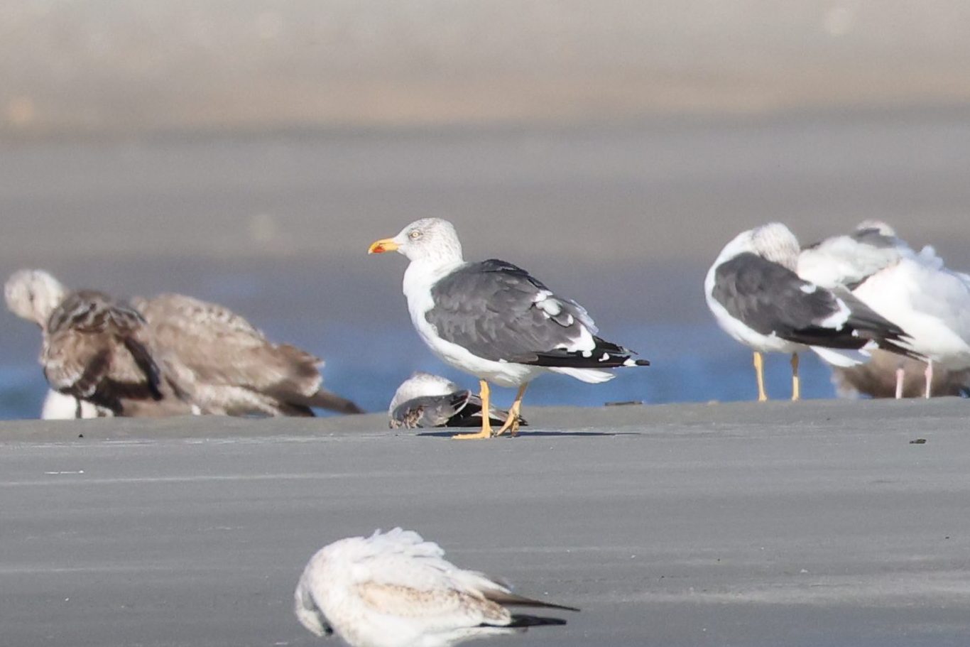 Lesser Black-backed Gull