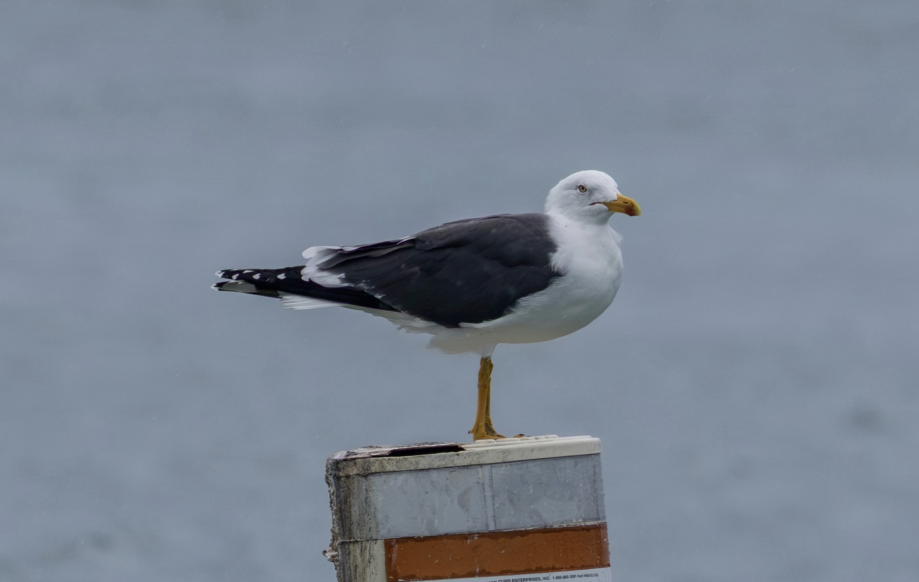 Lesser Black-backed Gull