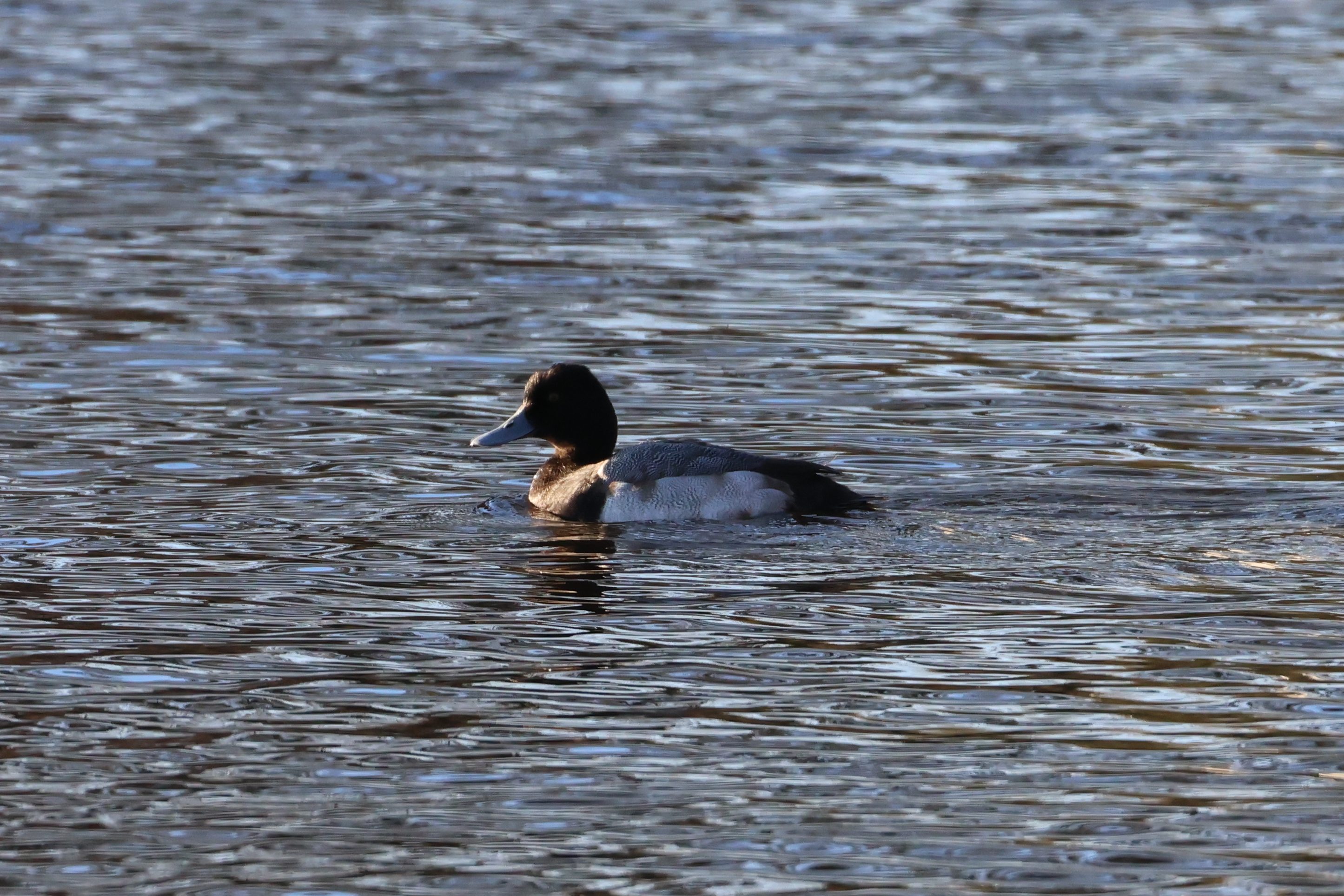 Lesser Scaup