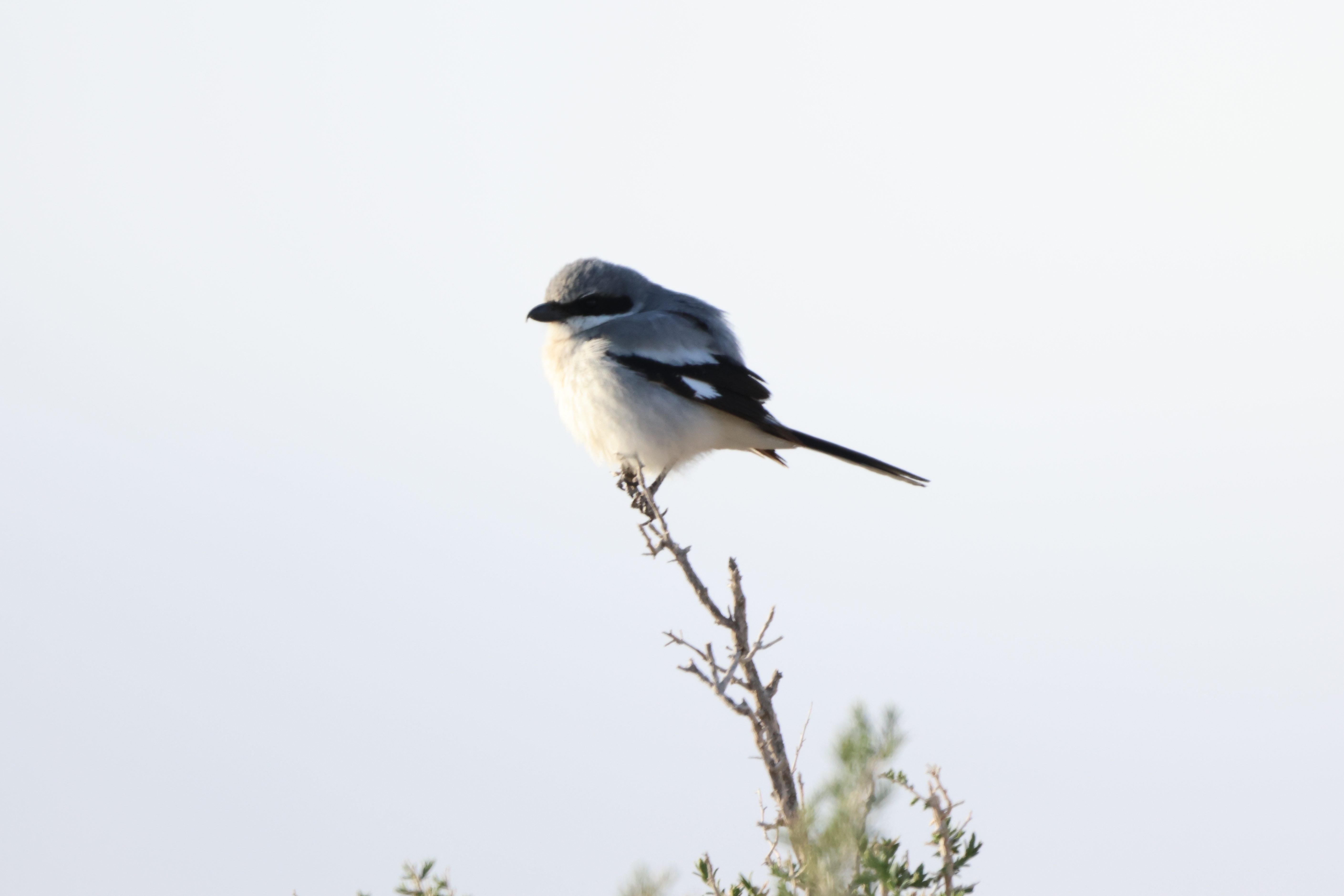 Loggerhead Shrike