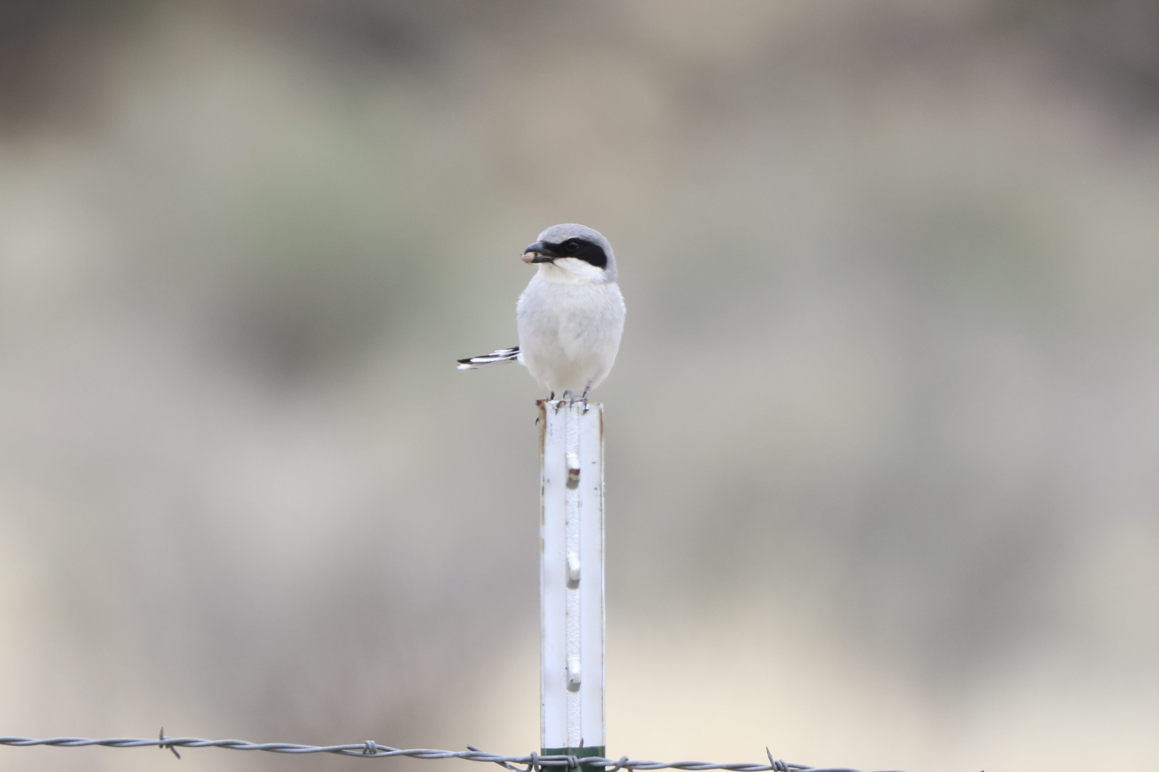 Loggerhead Shrike