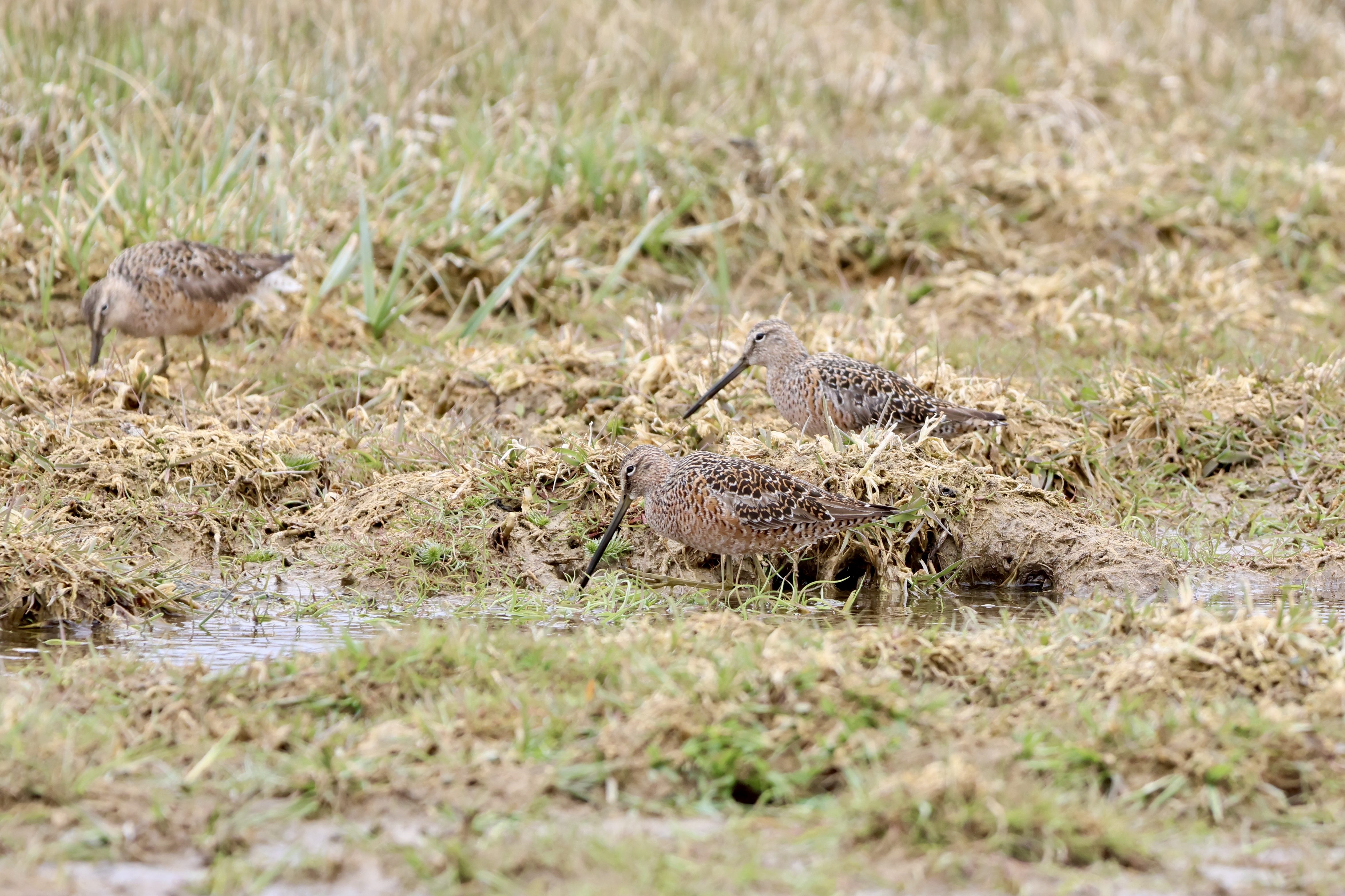 Long-billed Dowitcher