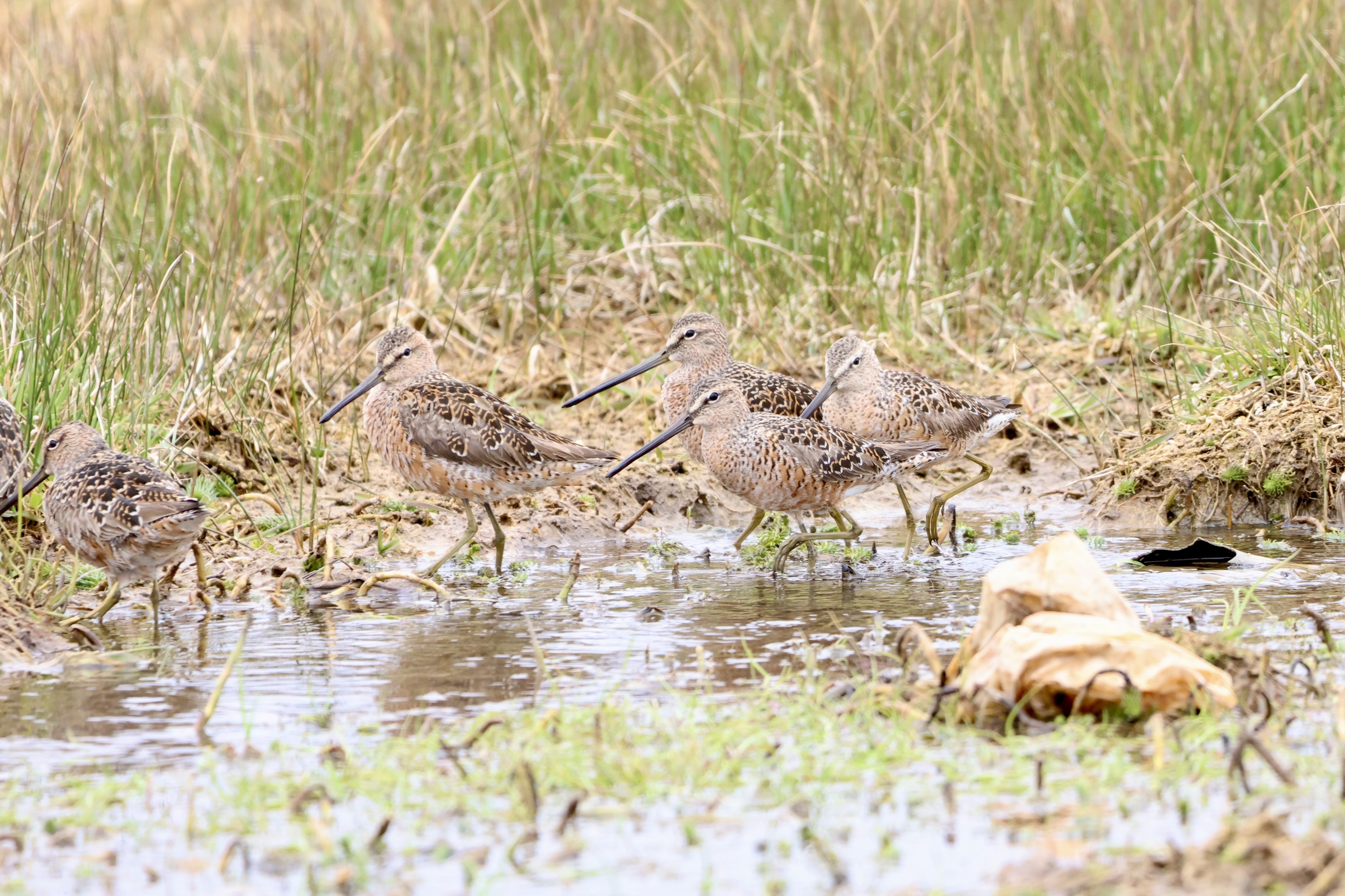 Long-billed Dowitcher
