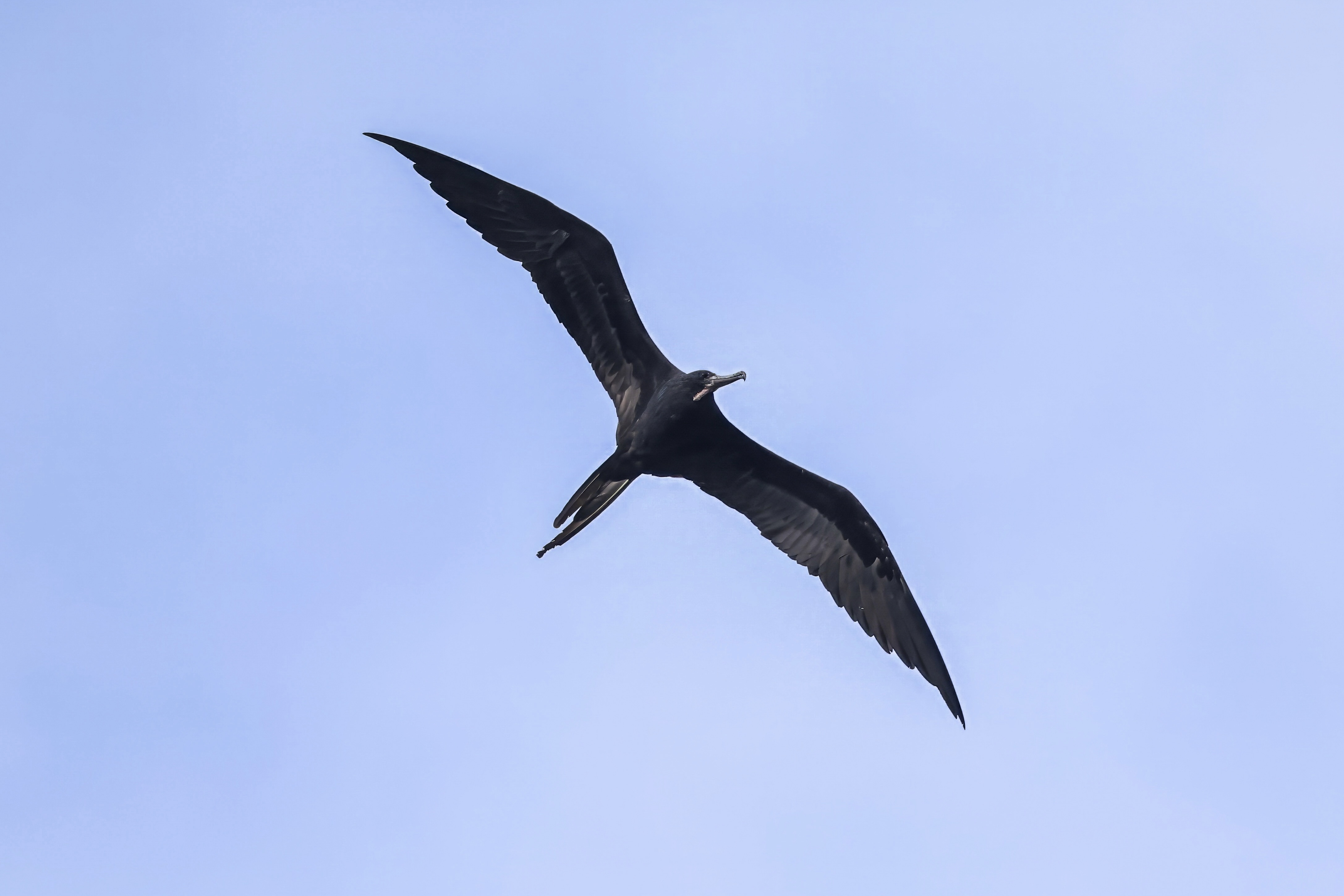 Magnificent Frigatebird