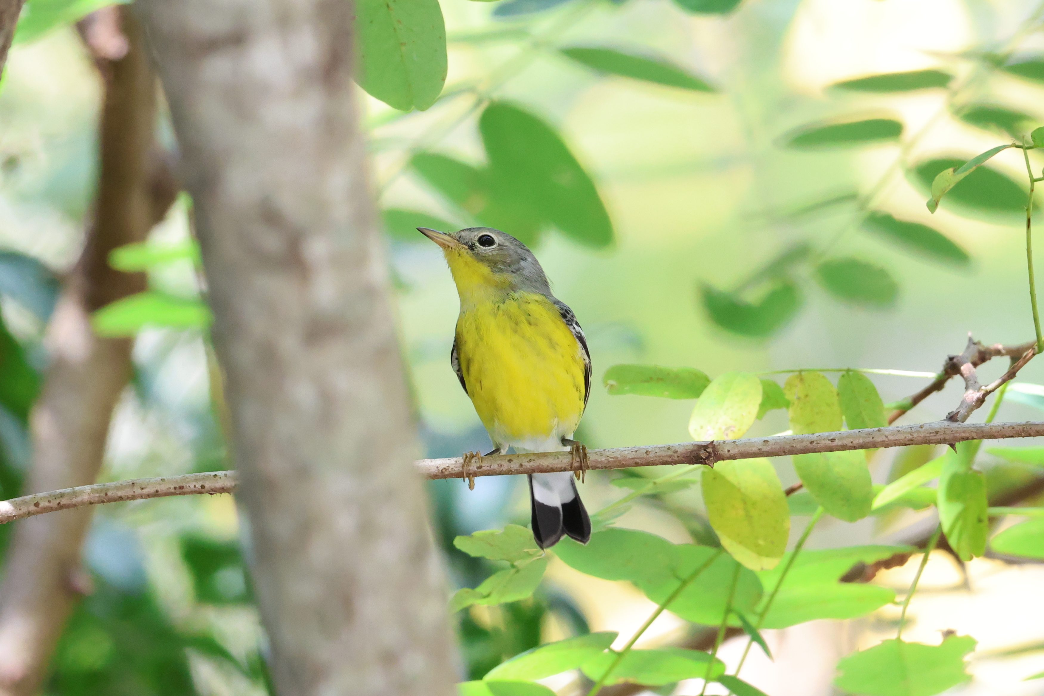 Magnolia Warbler