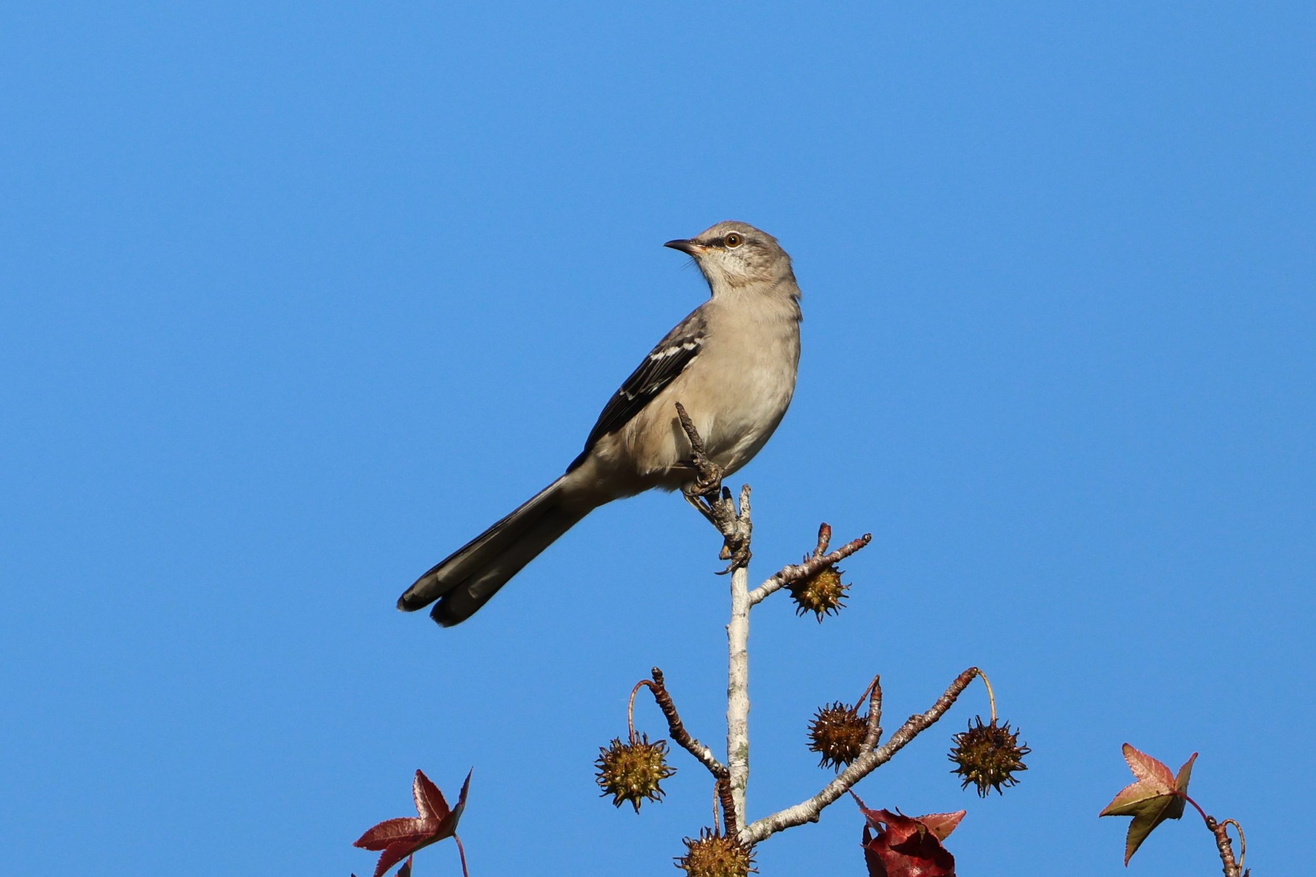 Northern Mockingbird