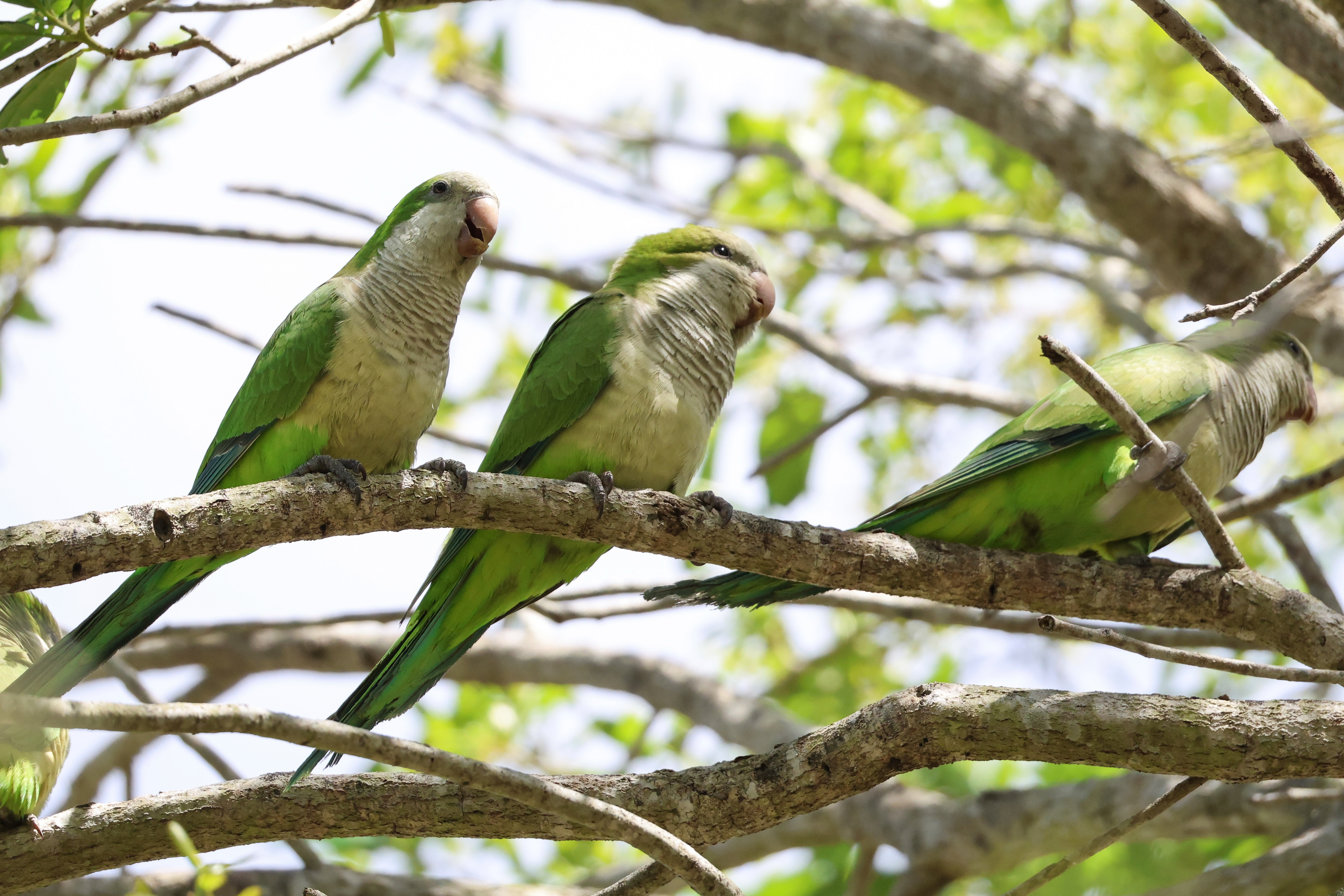 Monk Parakeet