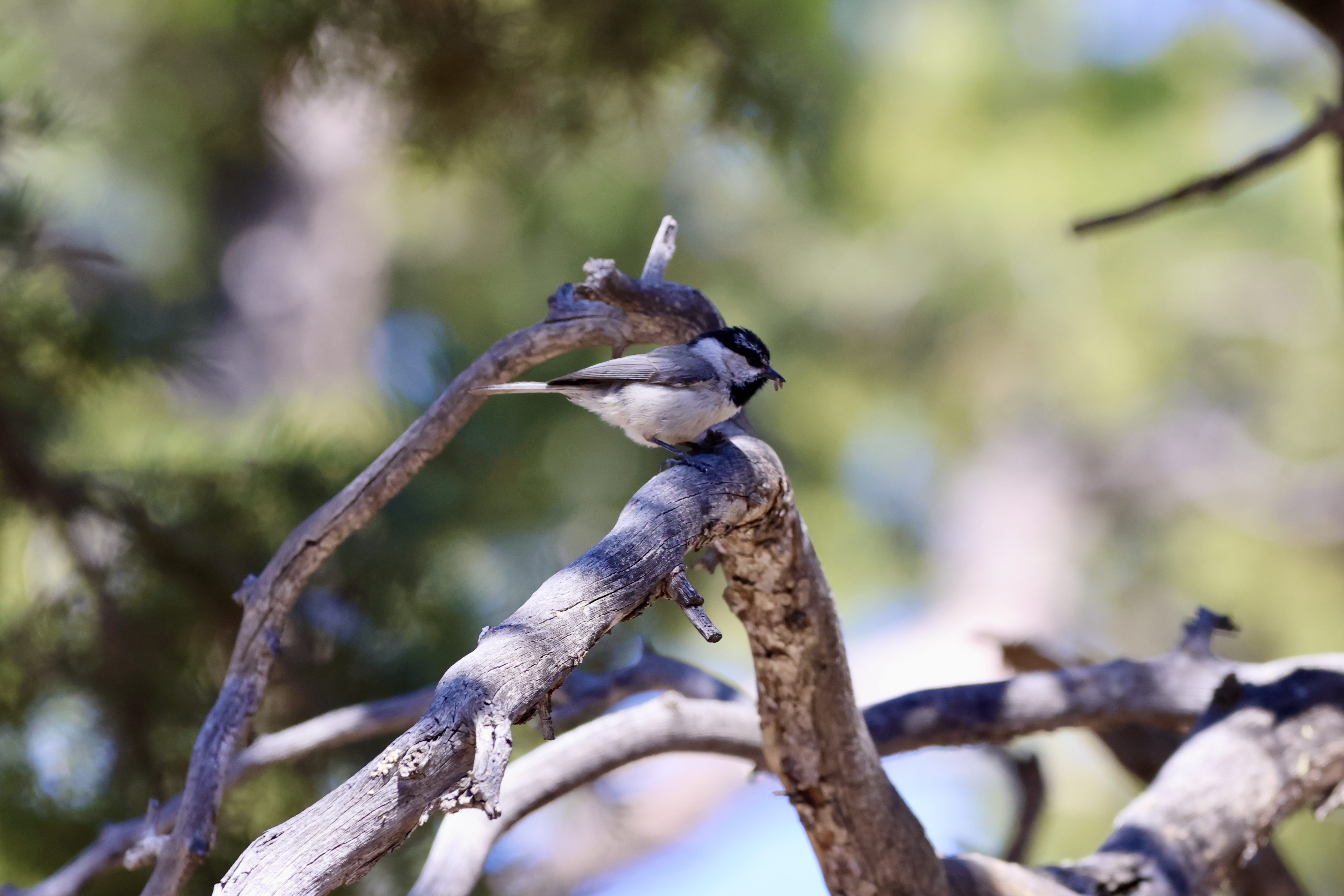 Mountain Chickadee