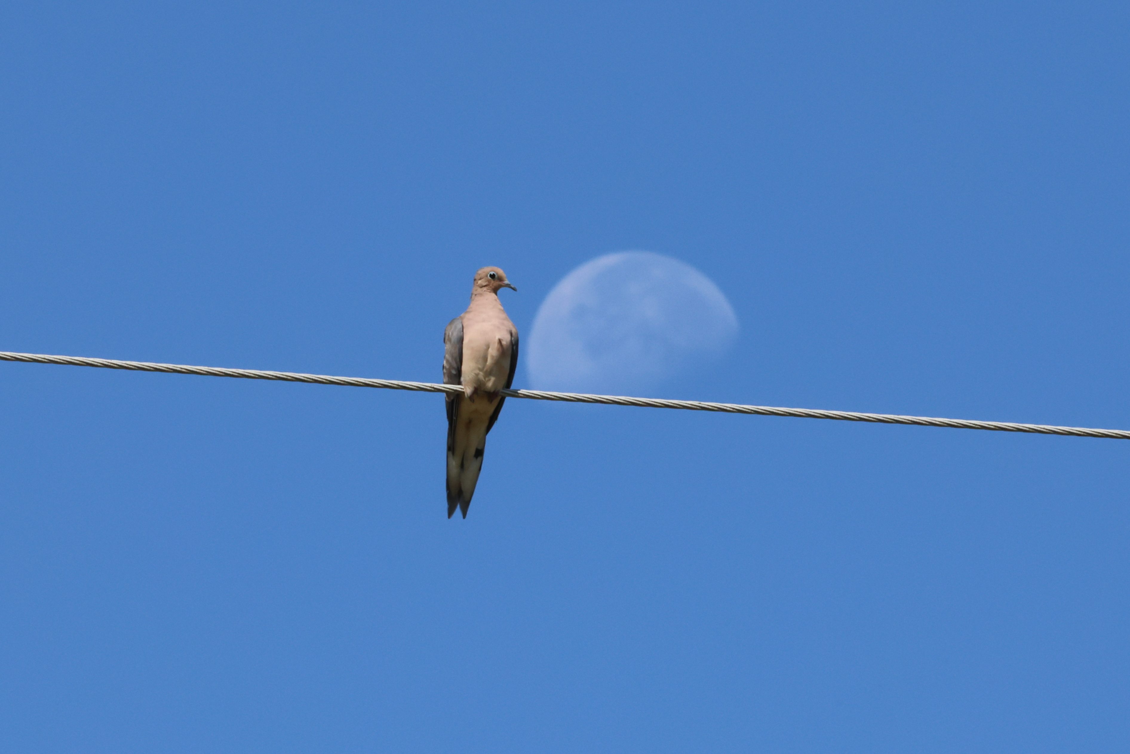 Mourning Dove