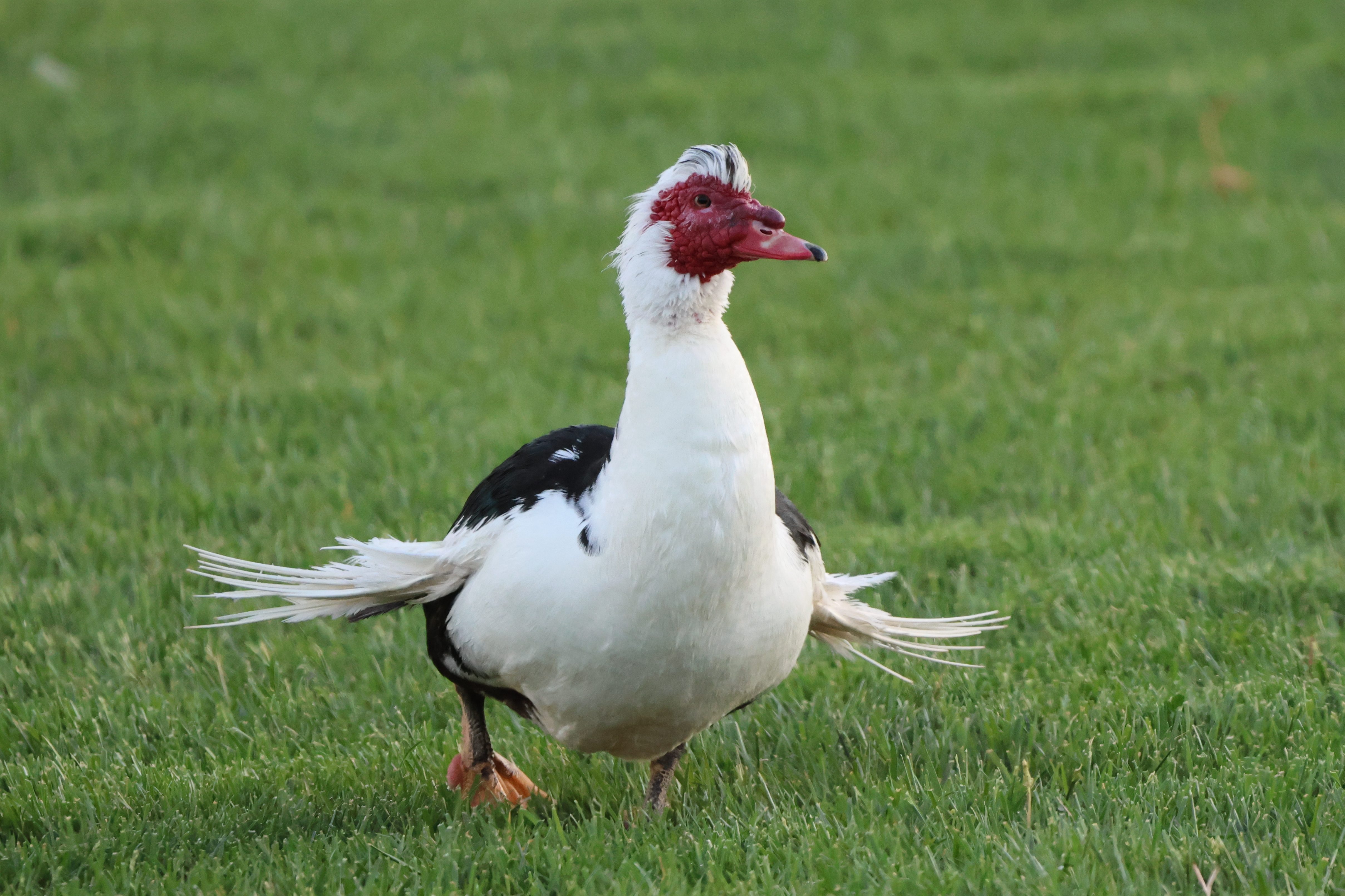 Muscovy Duck
