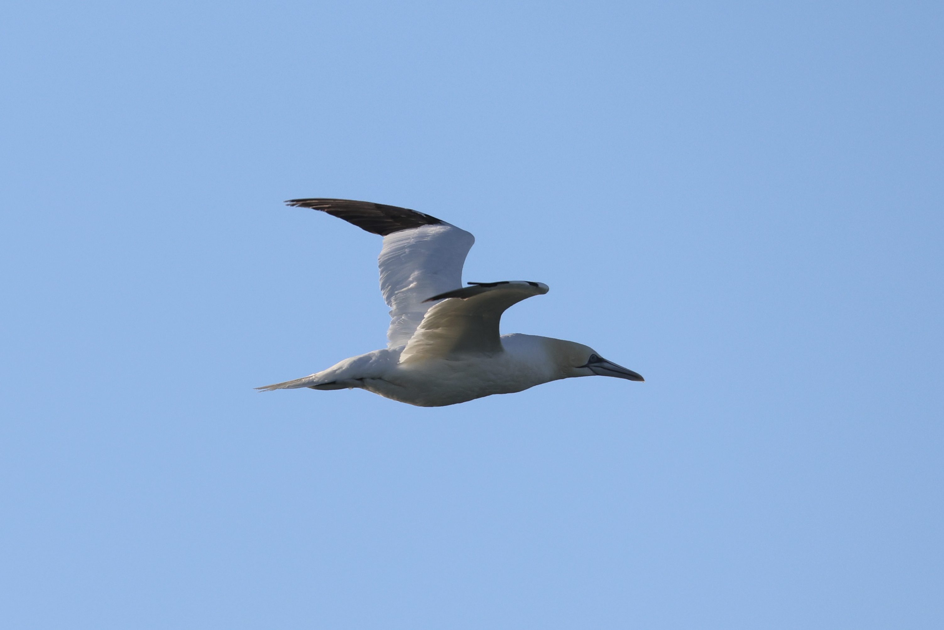 Northern Gannet