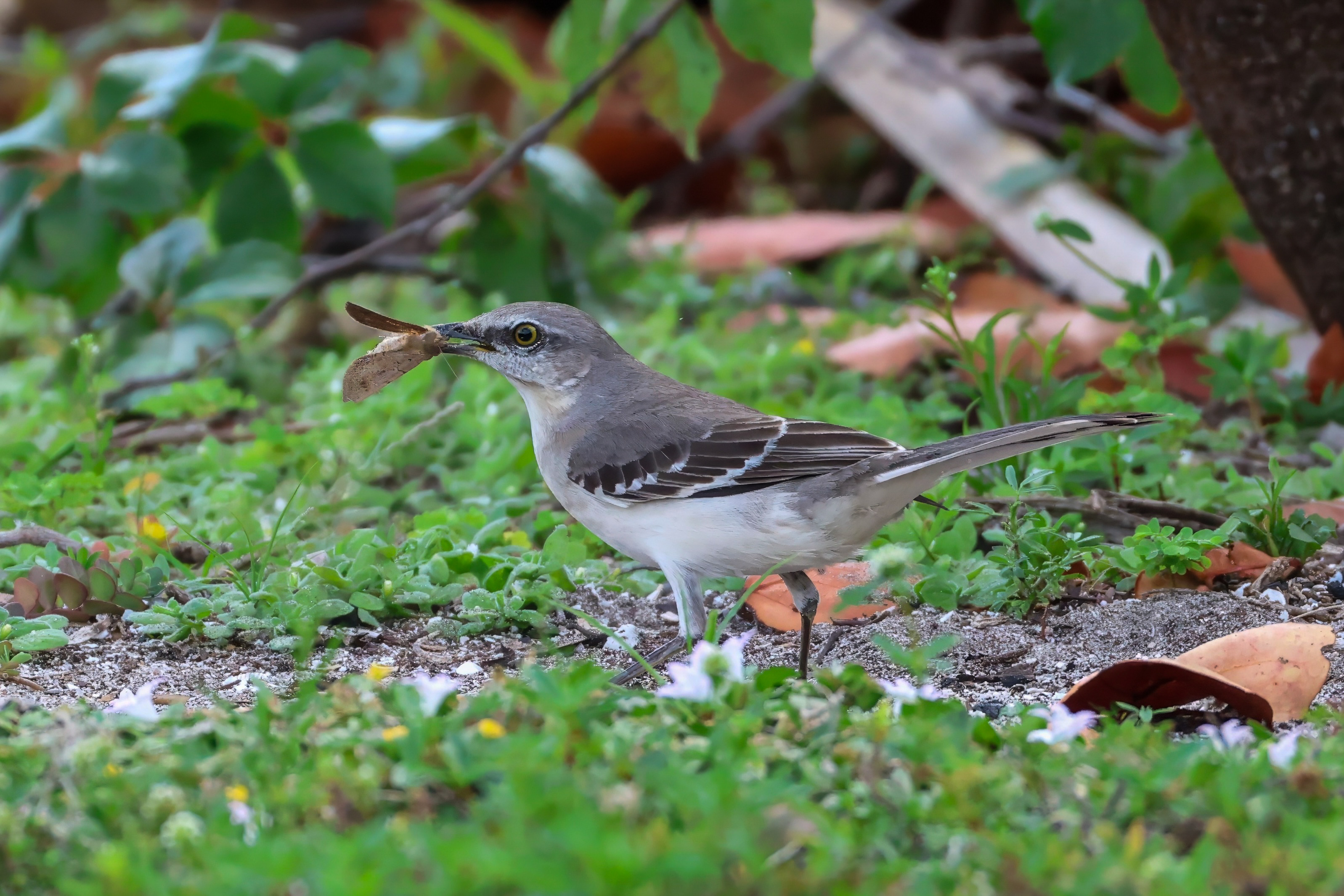 Northern Mockingbird