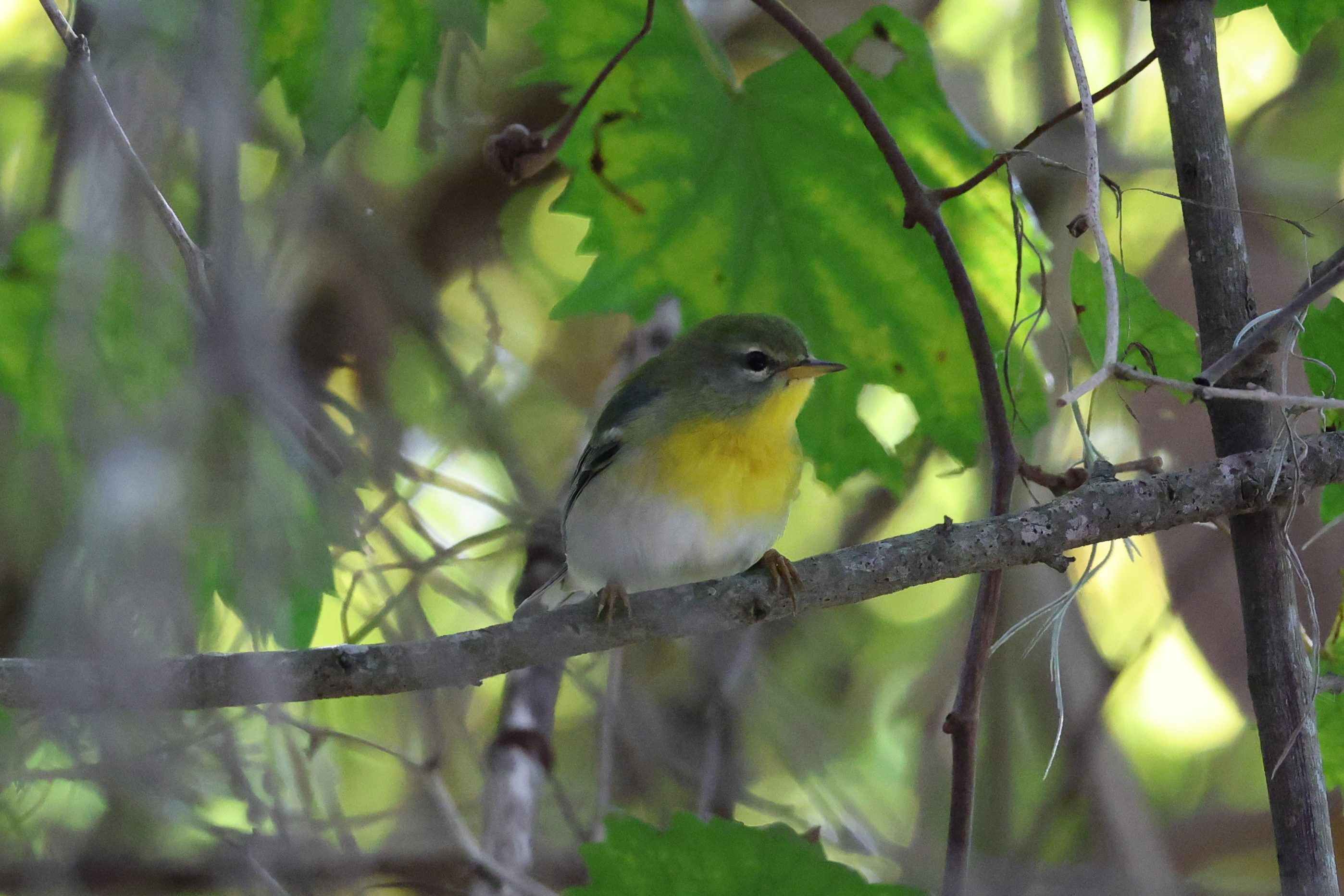 Northern Parula