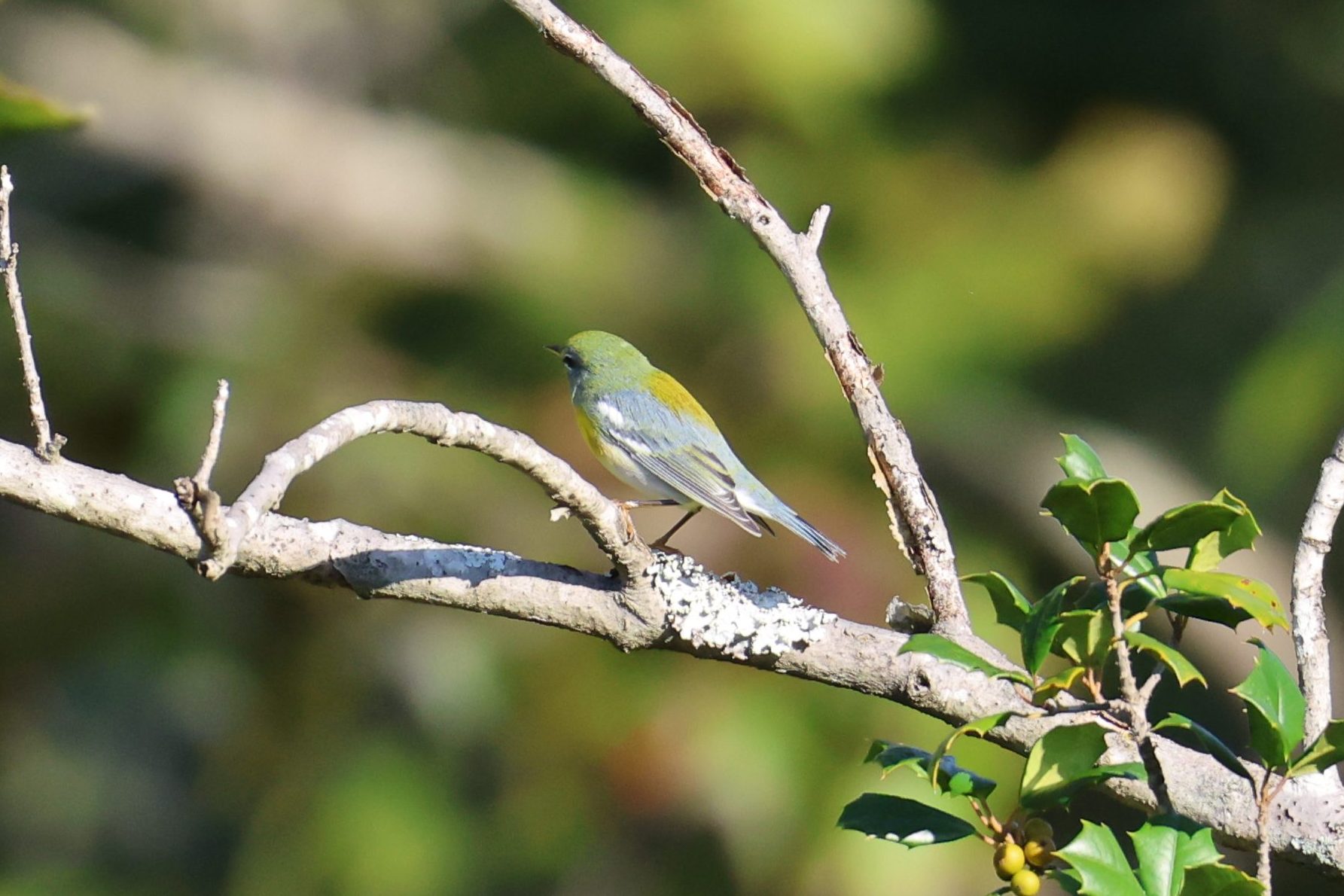 Northern Parula