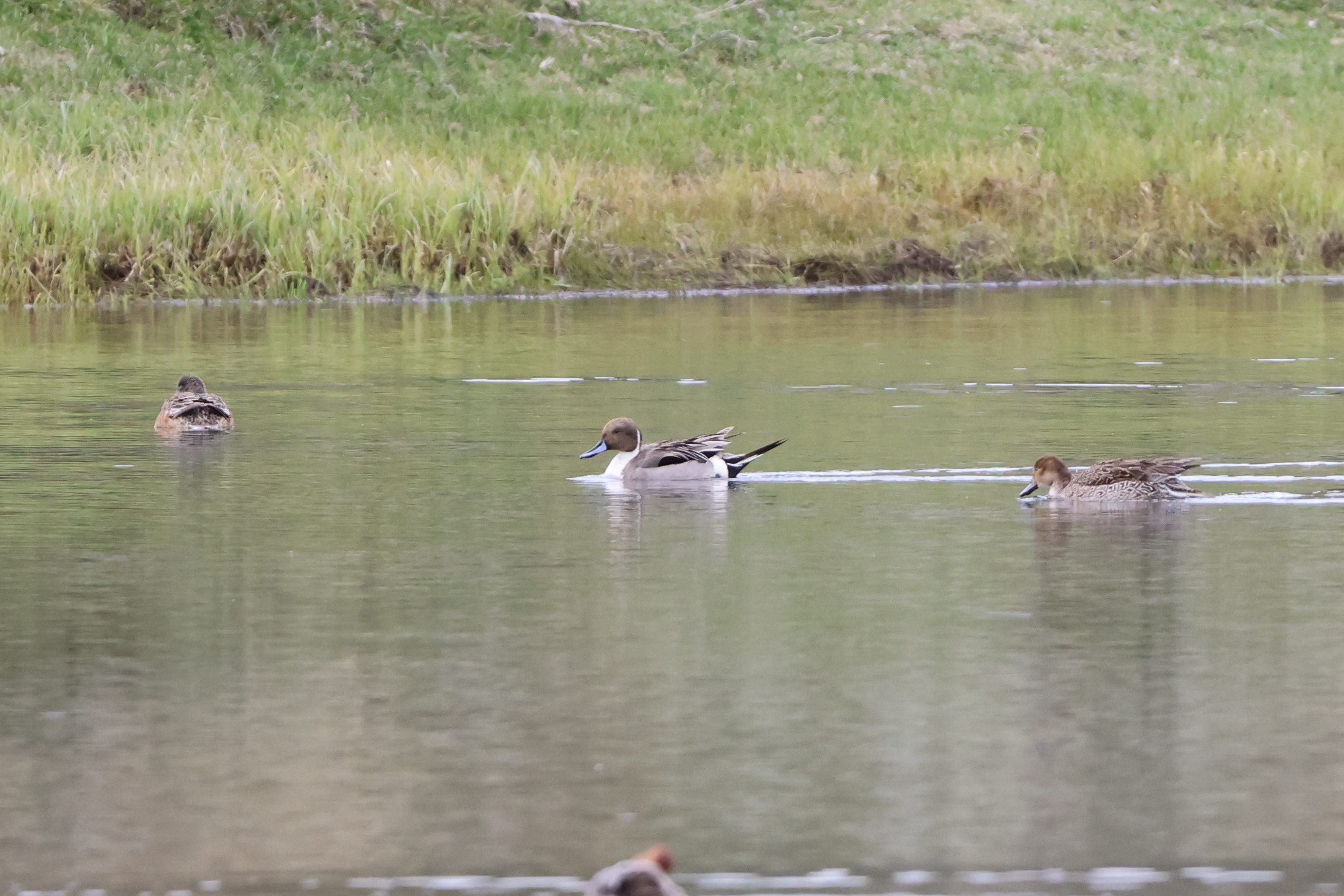 Northern Pintail