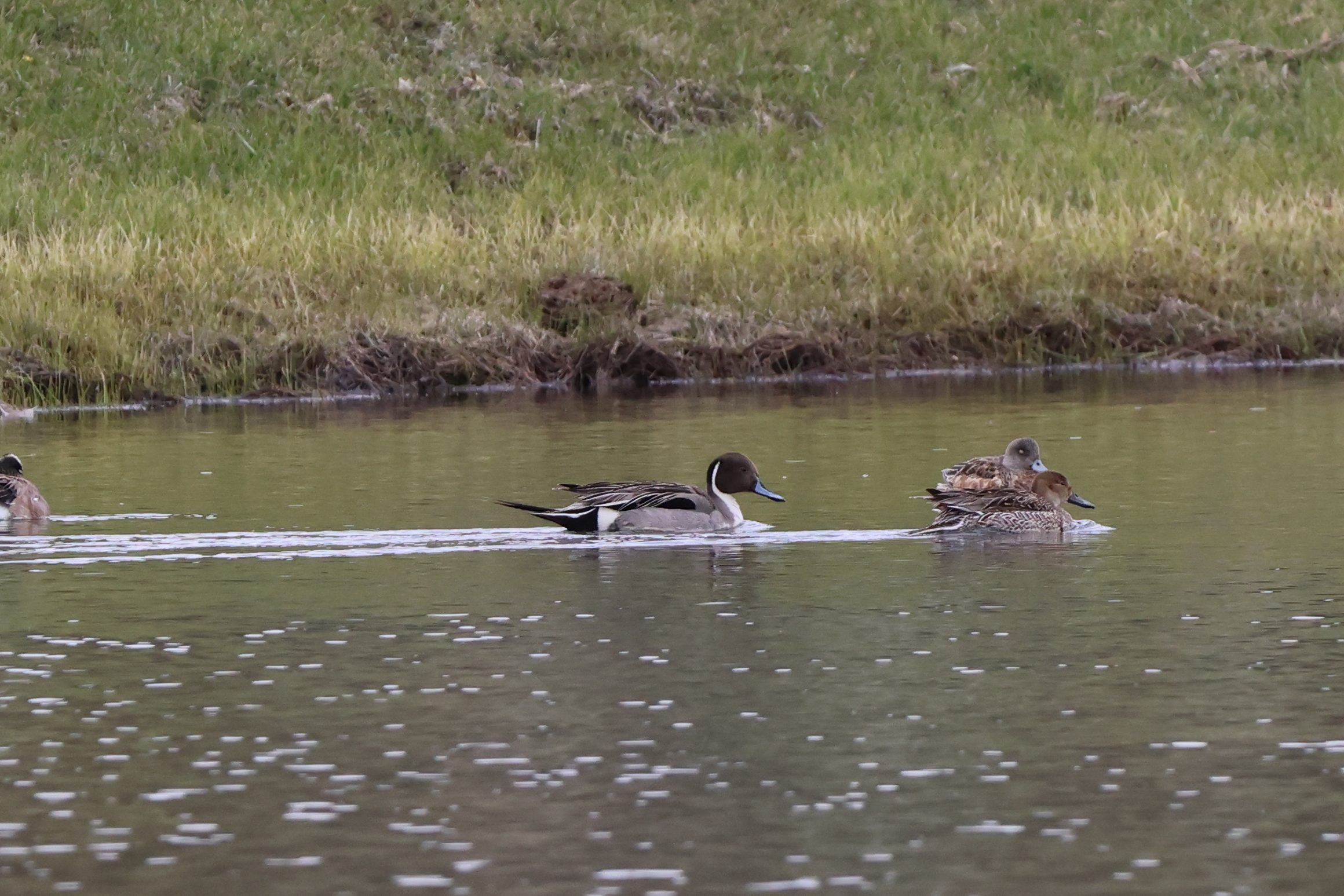 Northern Pintail