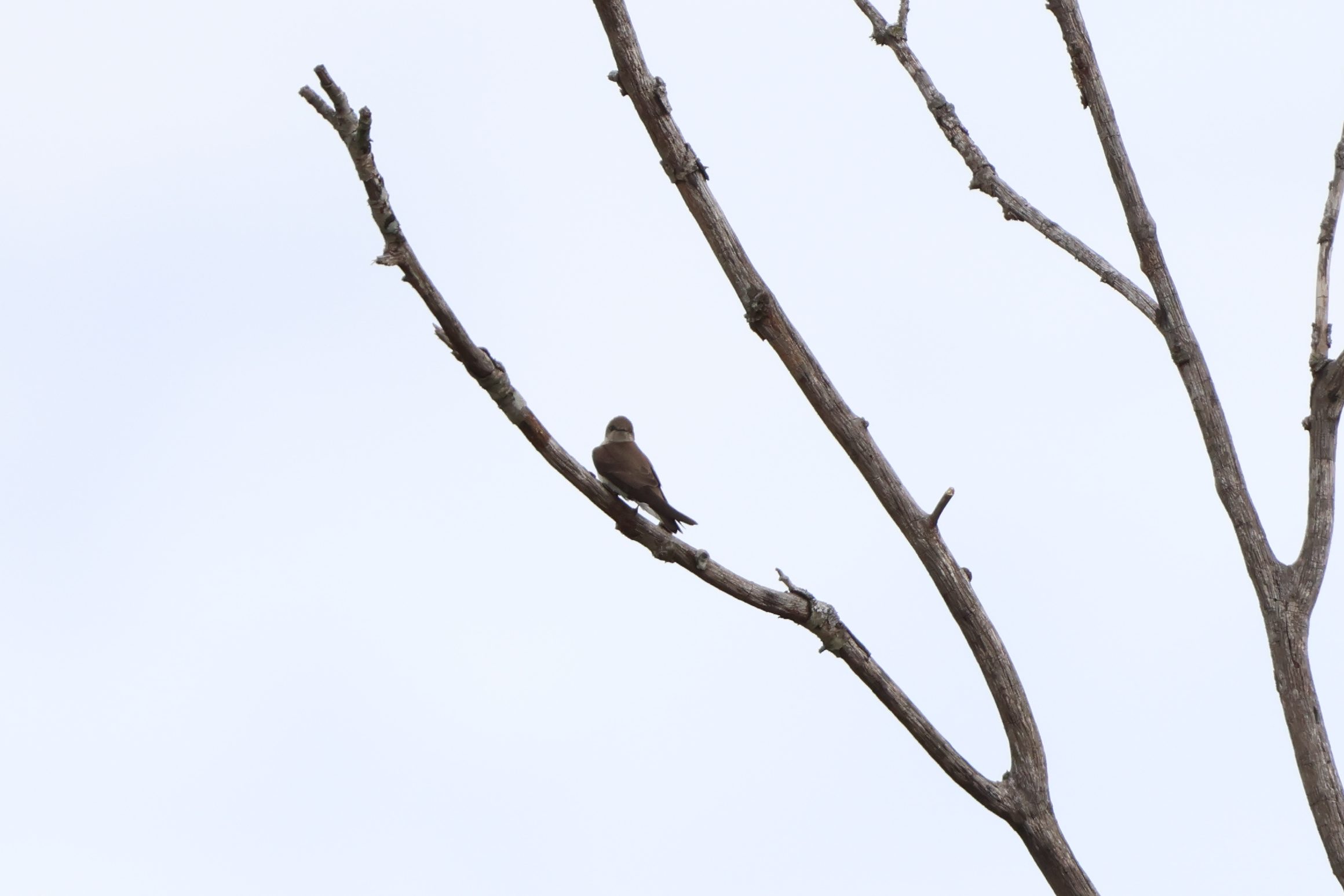 Northern Rough-winged Swallow