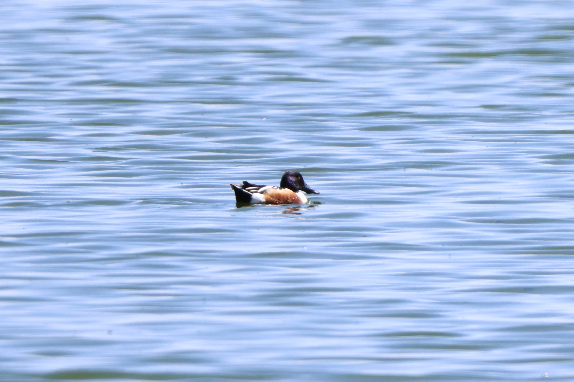 Northern Shoveler
