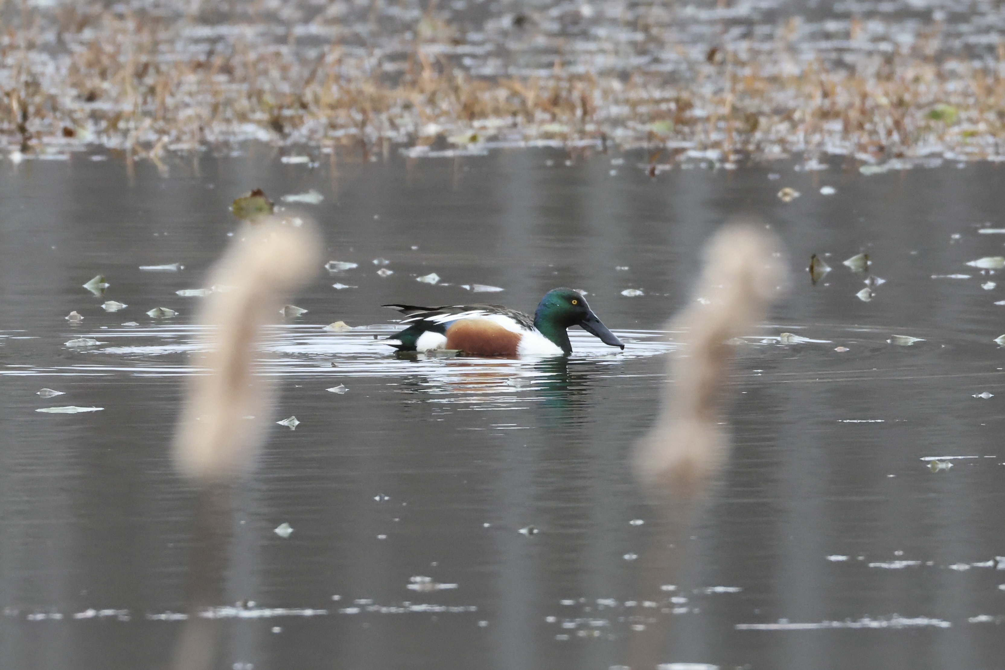 Northern Shoveler