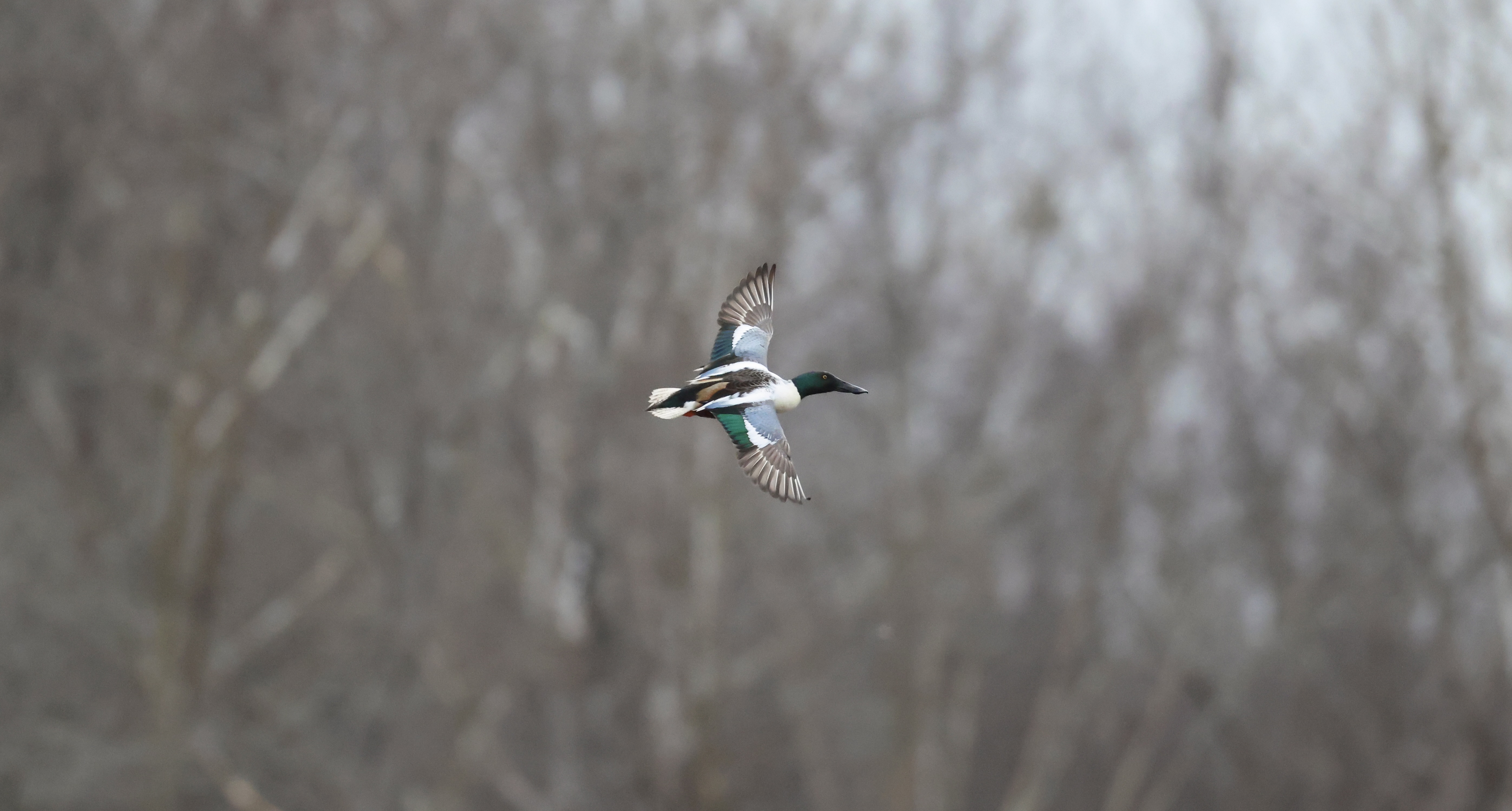Northern Shoveler