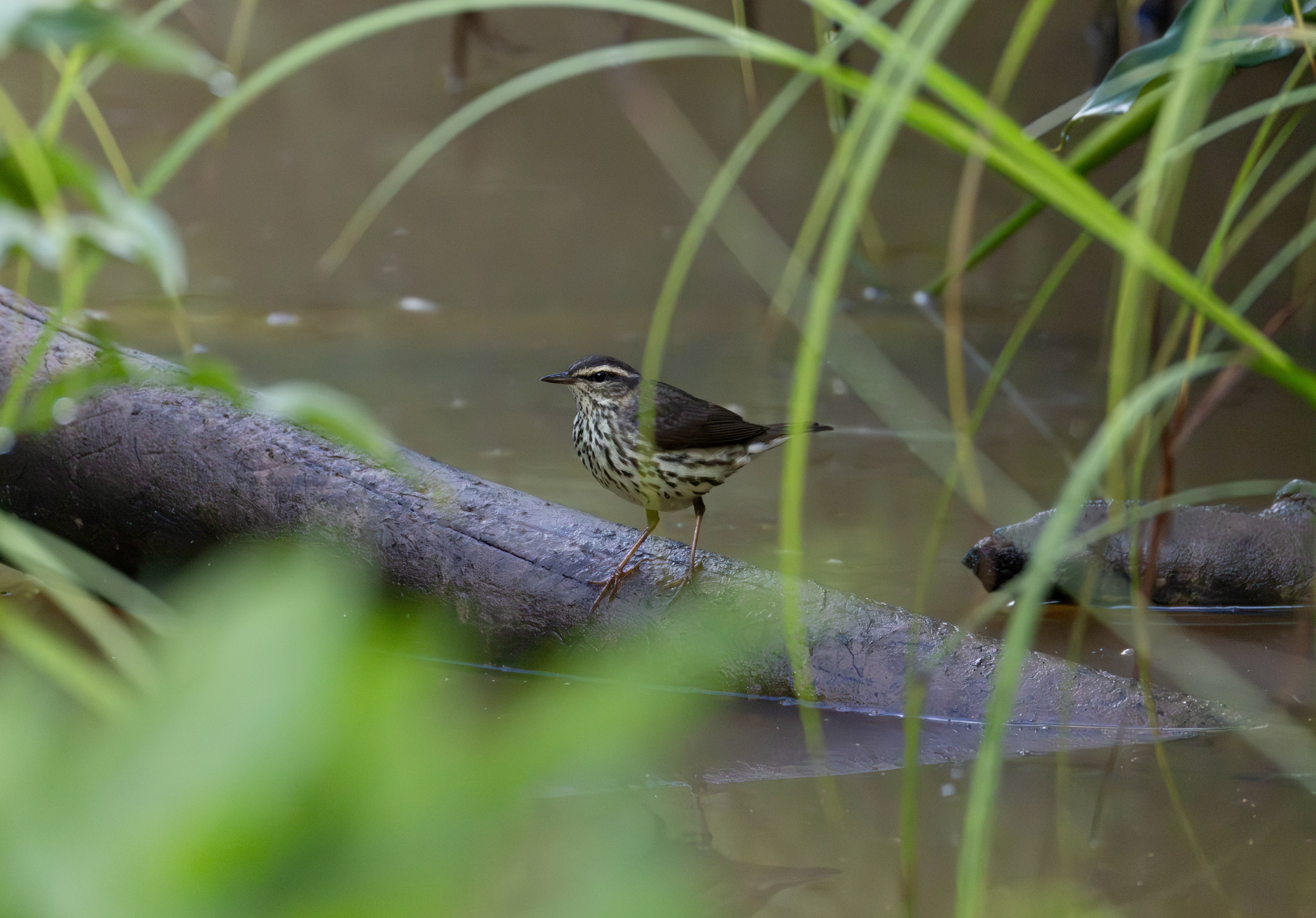 Northern Waterthrush