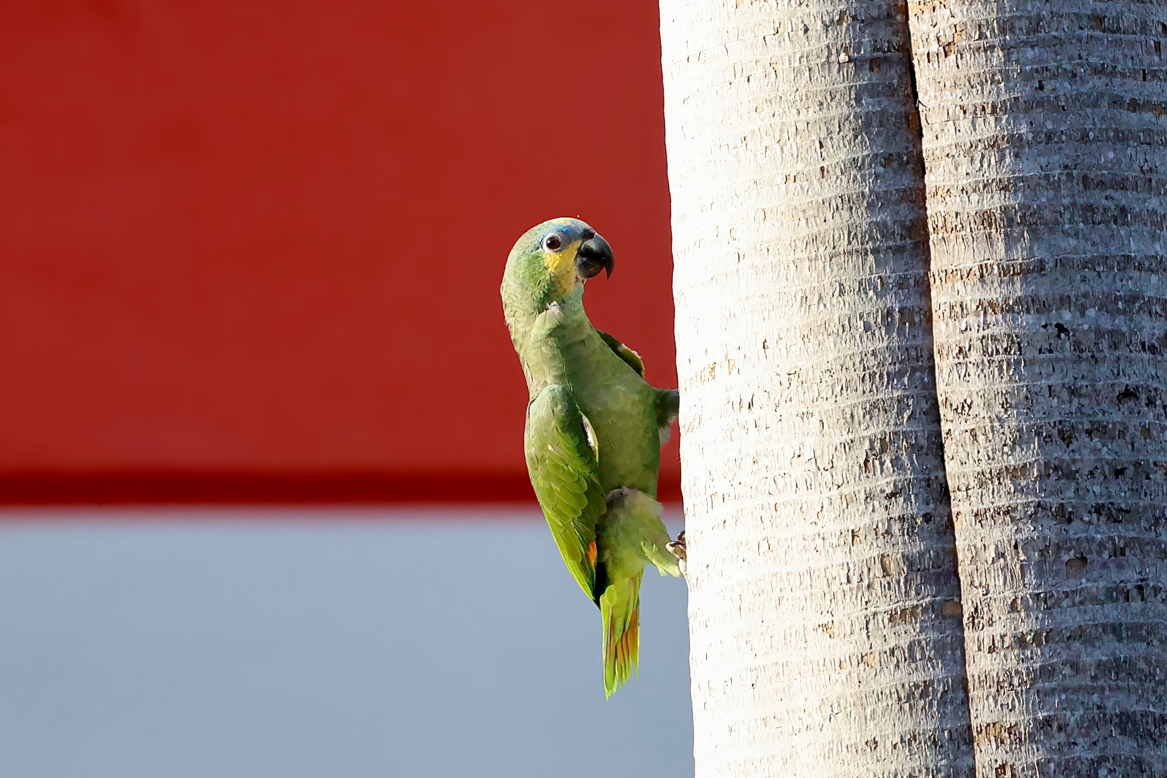 Orange-winged Amazon