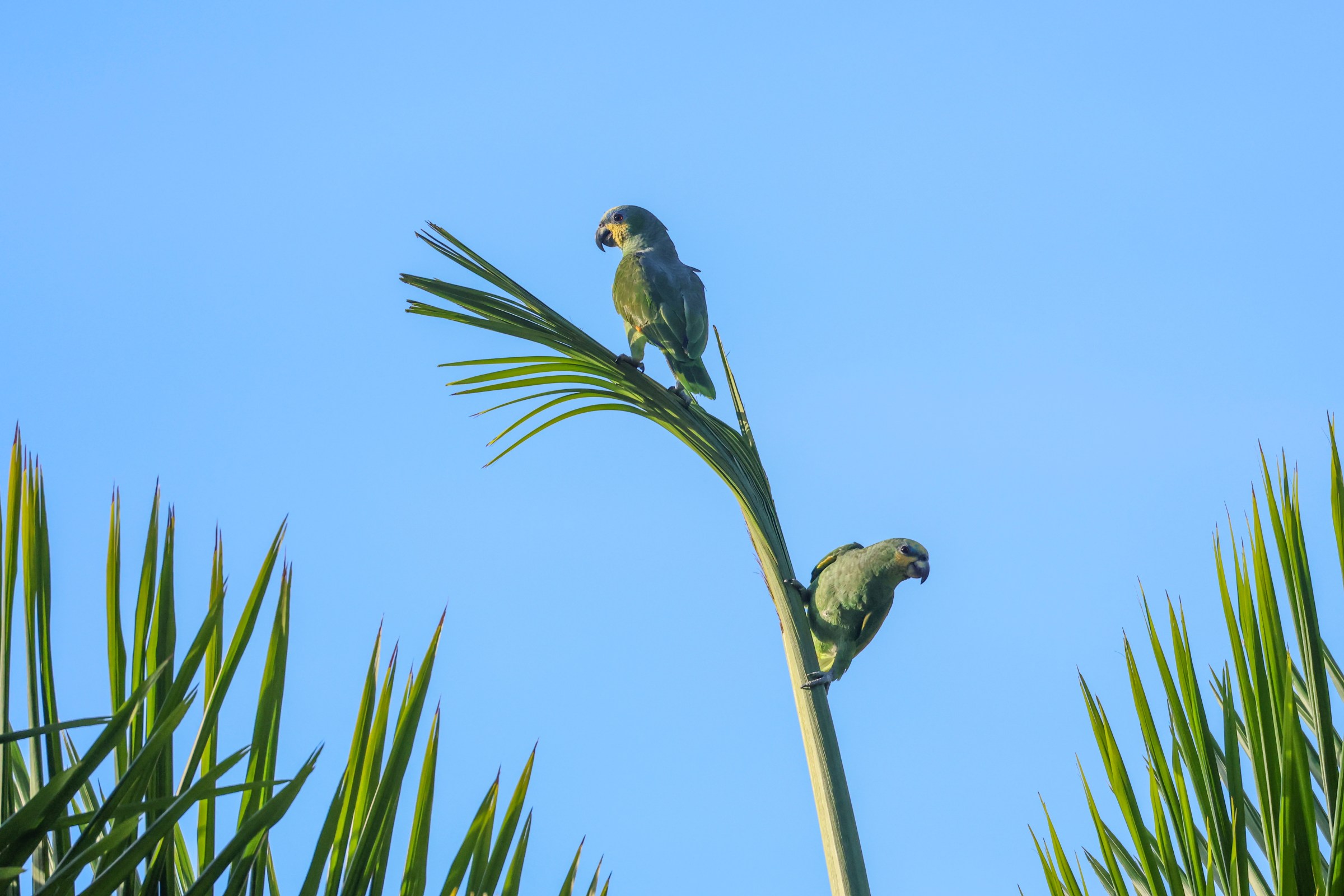 Orange-winged Amazon