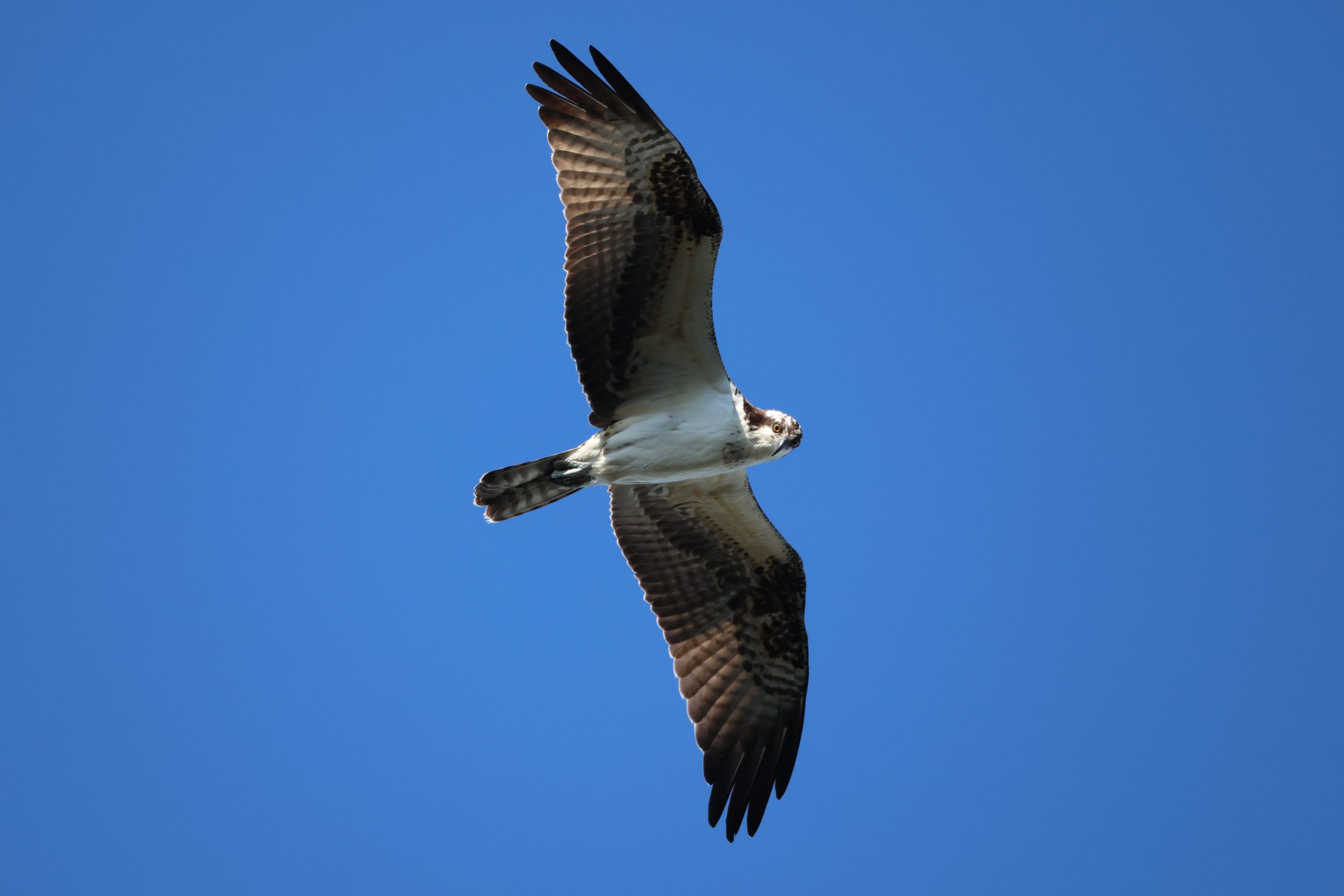 Osprey