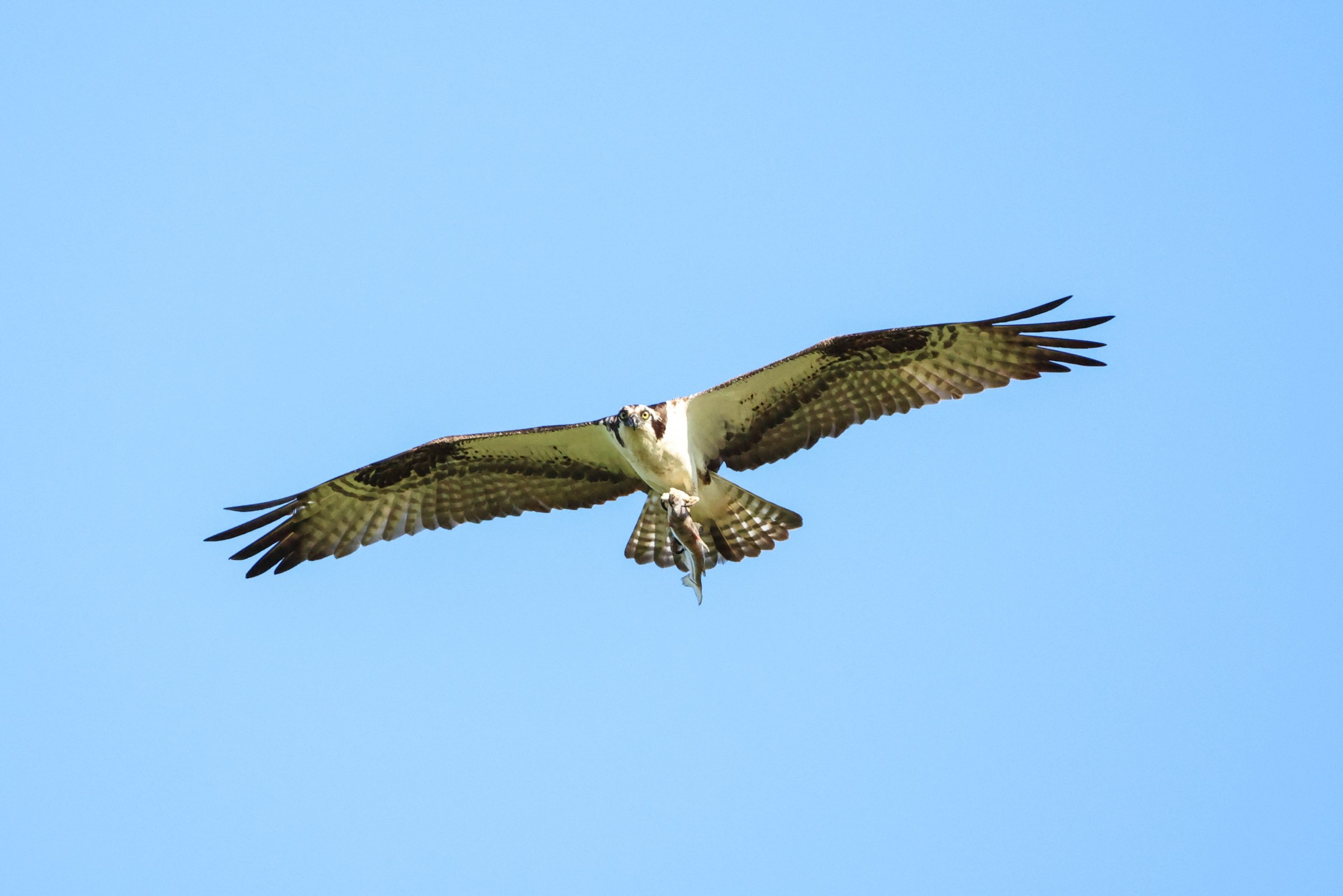 Osprey